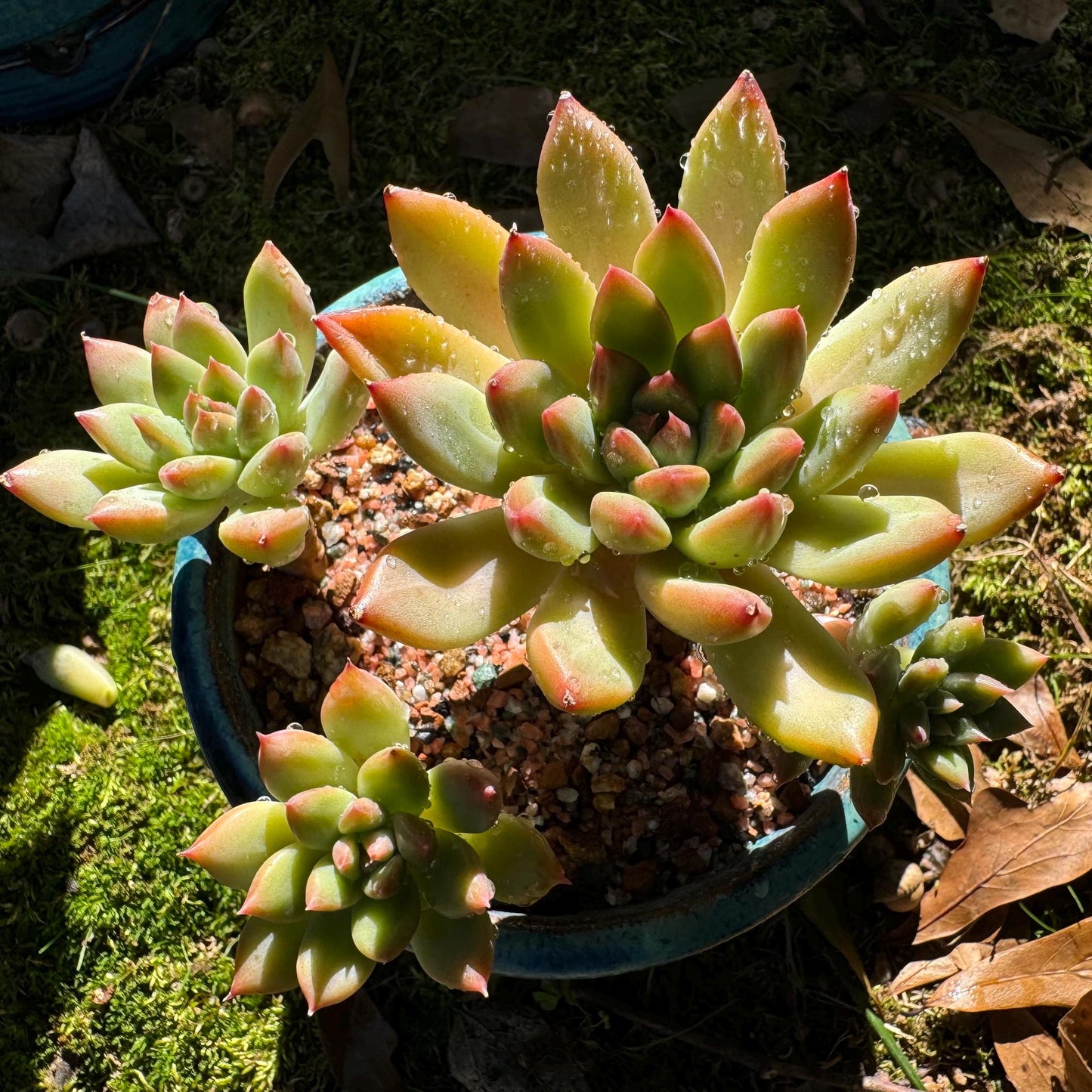 Echeveria 'agavoides sp.' cluster, 4 heads, nice color, good shape, Imported Rare Succulent, live plant