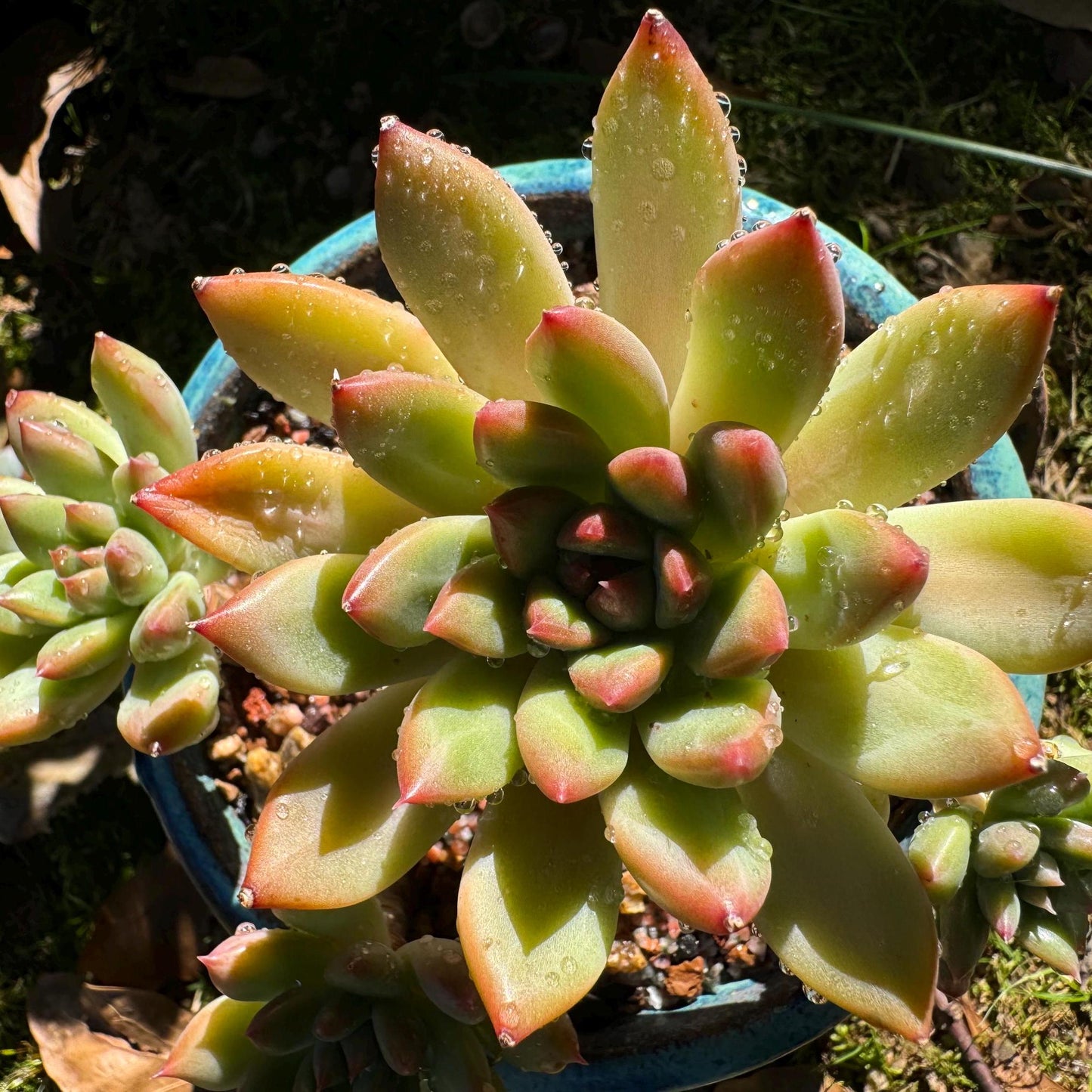 Echeveria 'agavoides sp.' cluster, 4 heads, nice color, good shape, Imported Rare Succulent, live plant