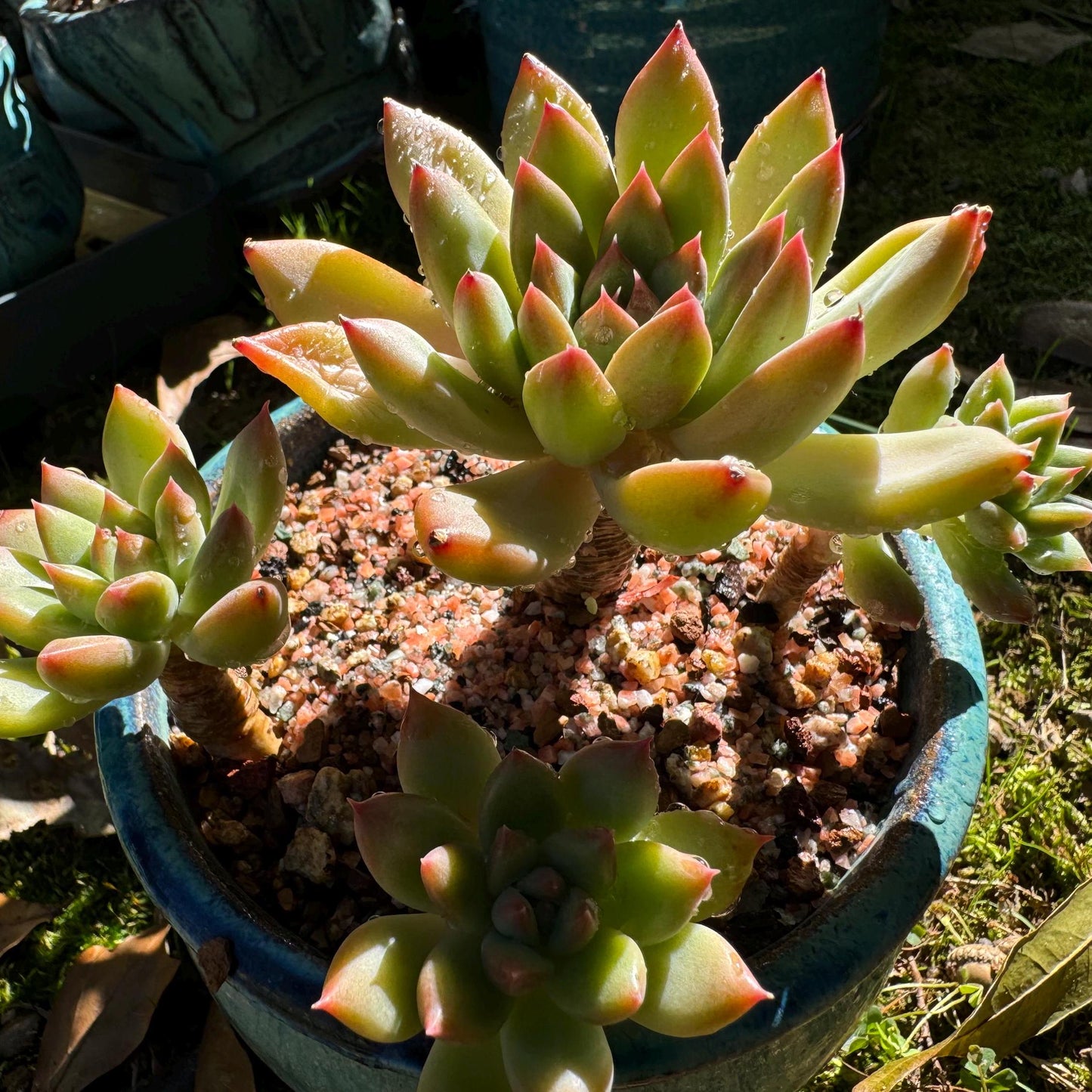 Echeveria 'agavoides sp.' cluster, 4 heads, nice color, good shape, Imported Rare Succulent, live plant