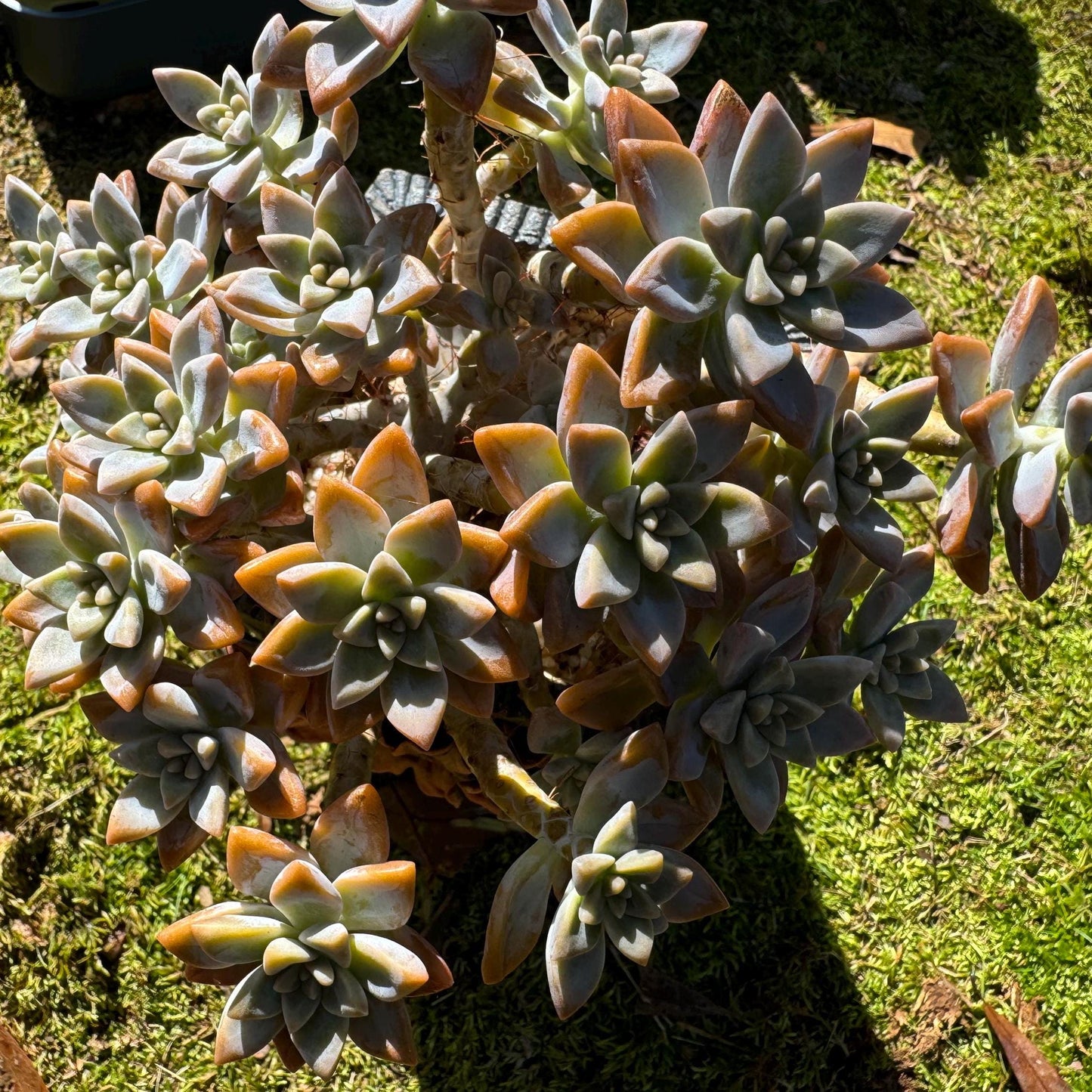 Graptopetalum 'Victor Kane'  big cluster, 5.2 inches, bare Root, live plant, Imported Rare Succulent