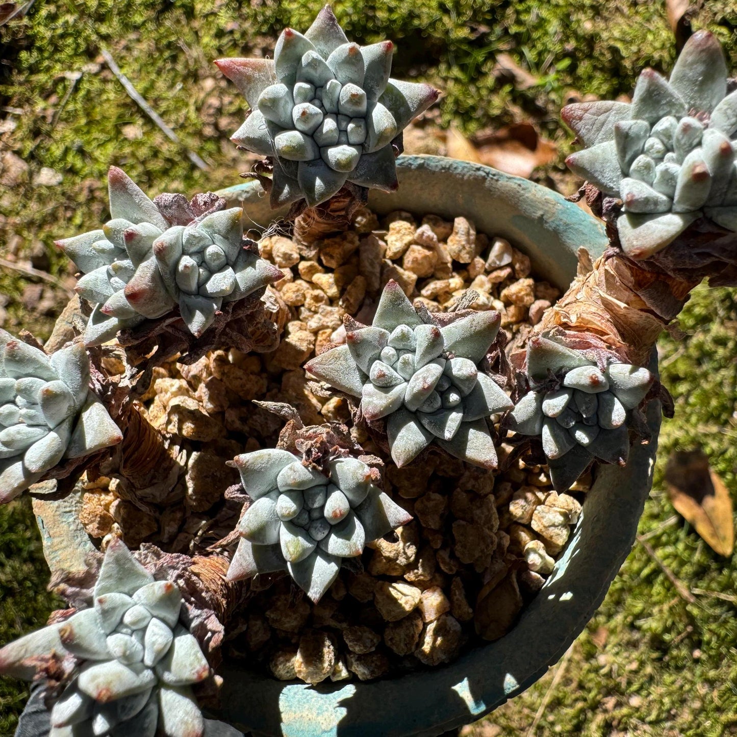 Dudleya greenei 'white sprite' small Cluster, nice color, live plant, imported Succulent