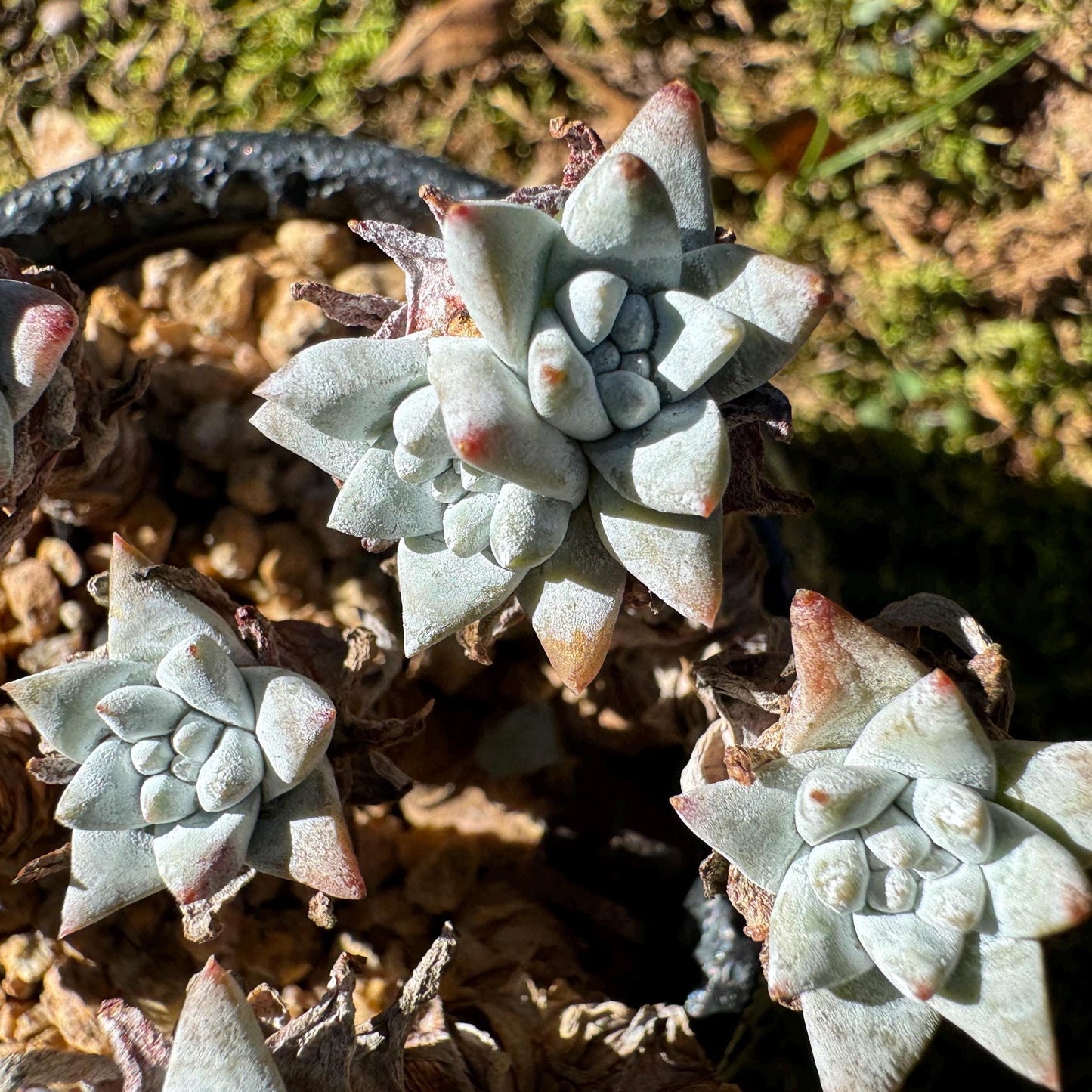 Dudleya greenei/white 'sprite' small Cluster, nice color, live plant, imported Succulent