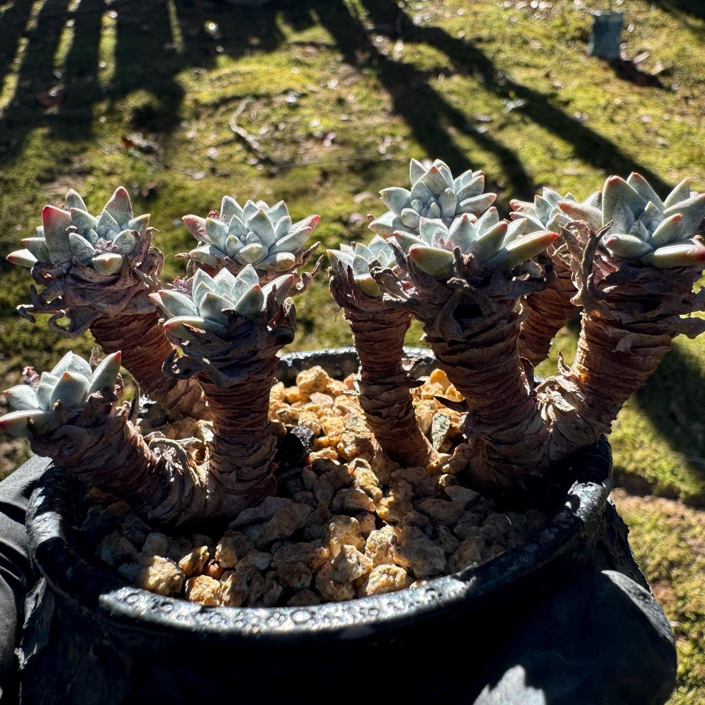 Dudleya greenei/white 'sprite' small Cluster, nice color, live plant, imported Succulent