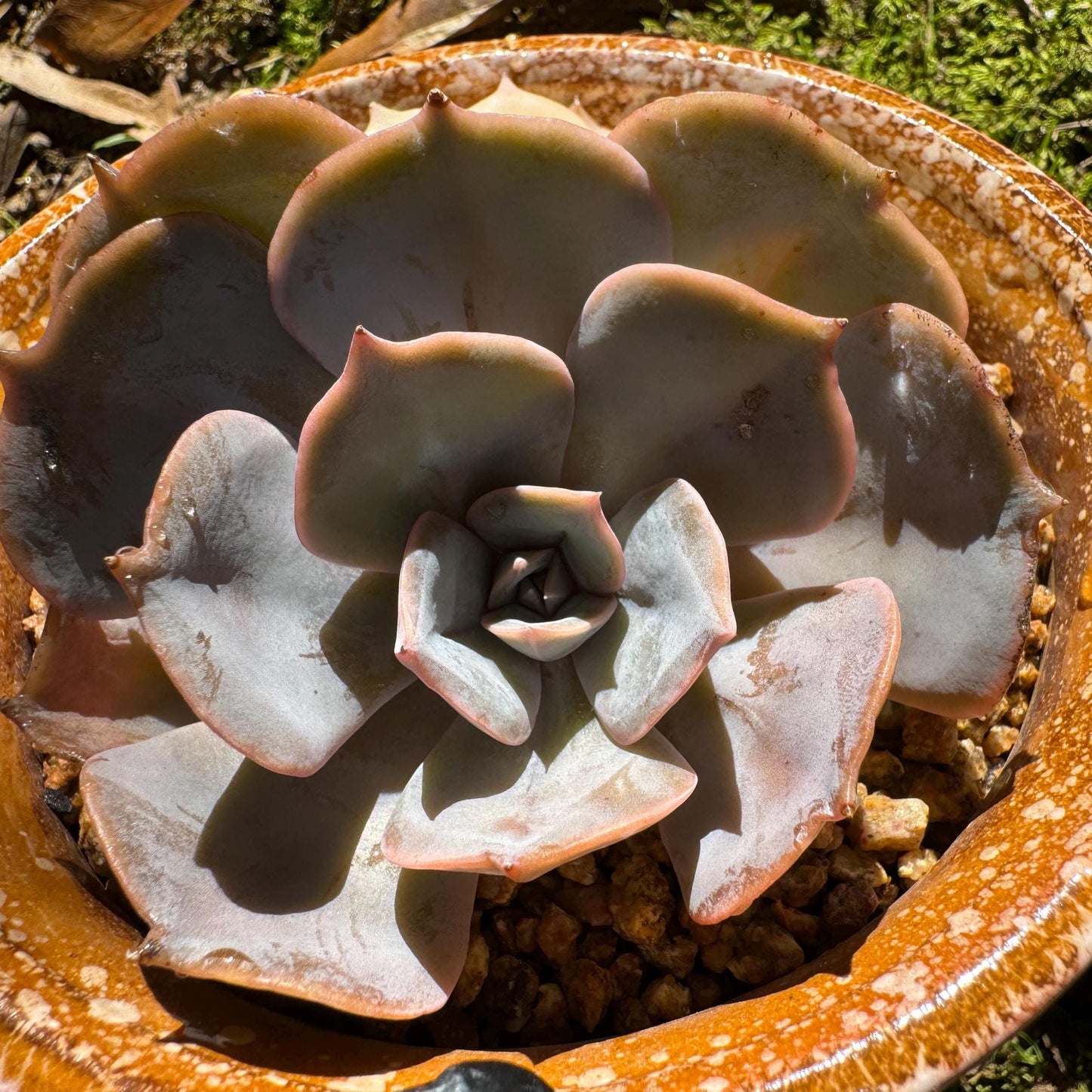 Echeveria 'Lake Baikal' with Variegated, 2 heads, high quality, New Hybrid, Bare Root, Imported Rare Succulent, nice color