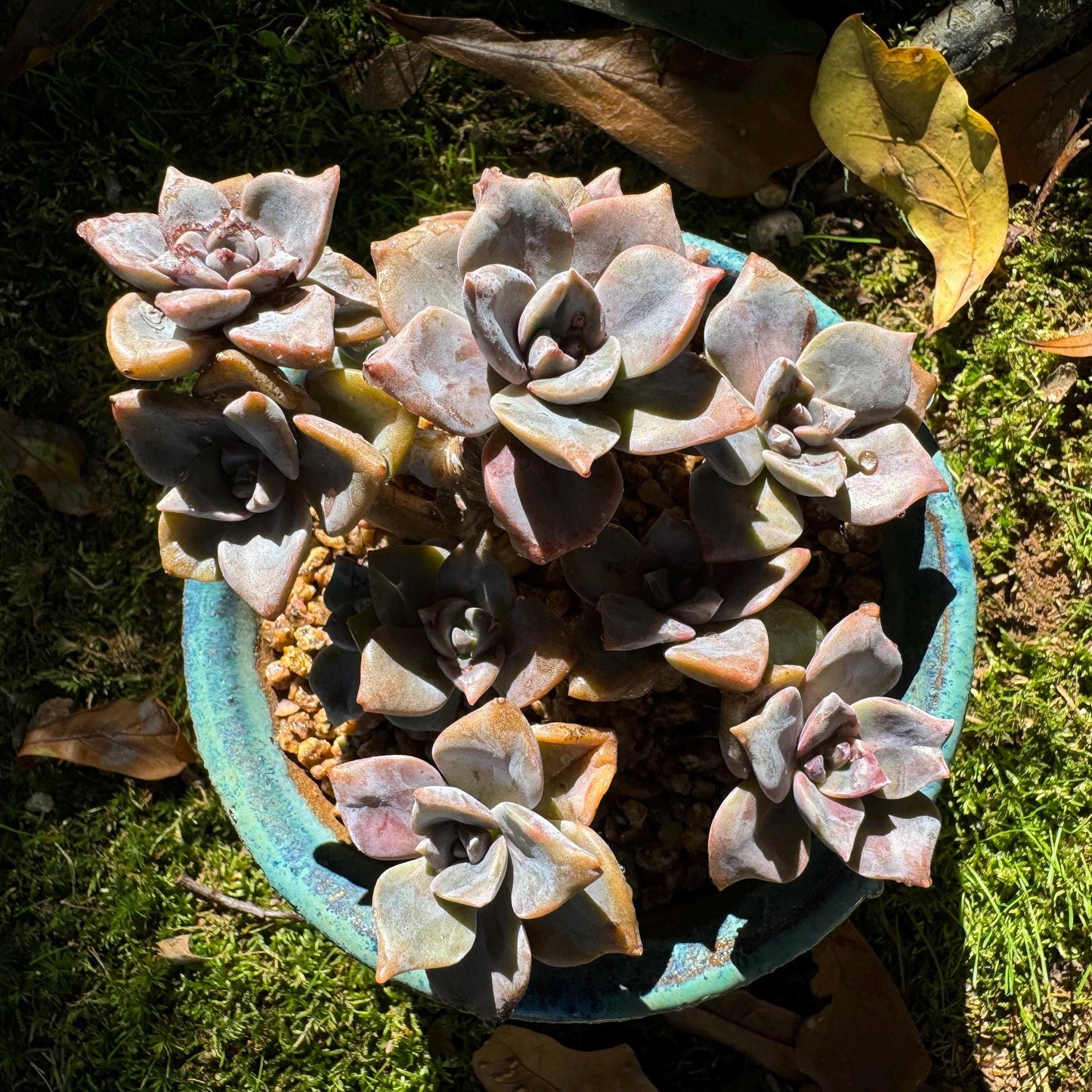 Graptoveria 'Mrs Richards'cluster, (it maybe a seperated cluster), a little scar on leaves,  live Succulent