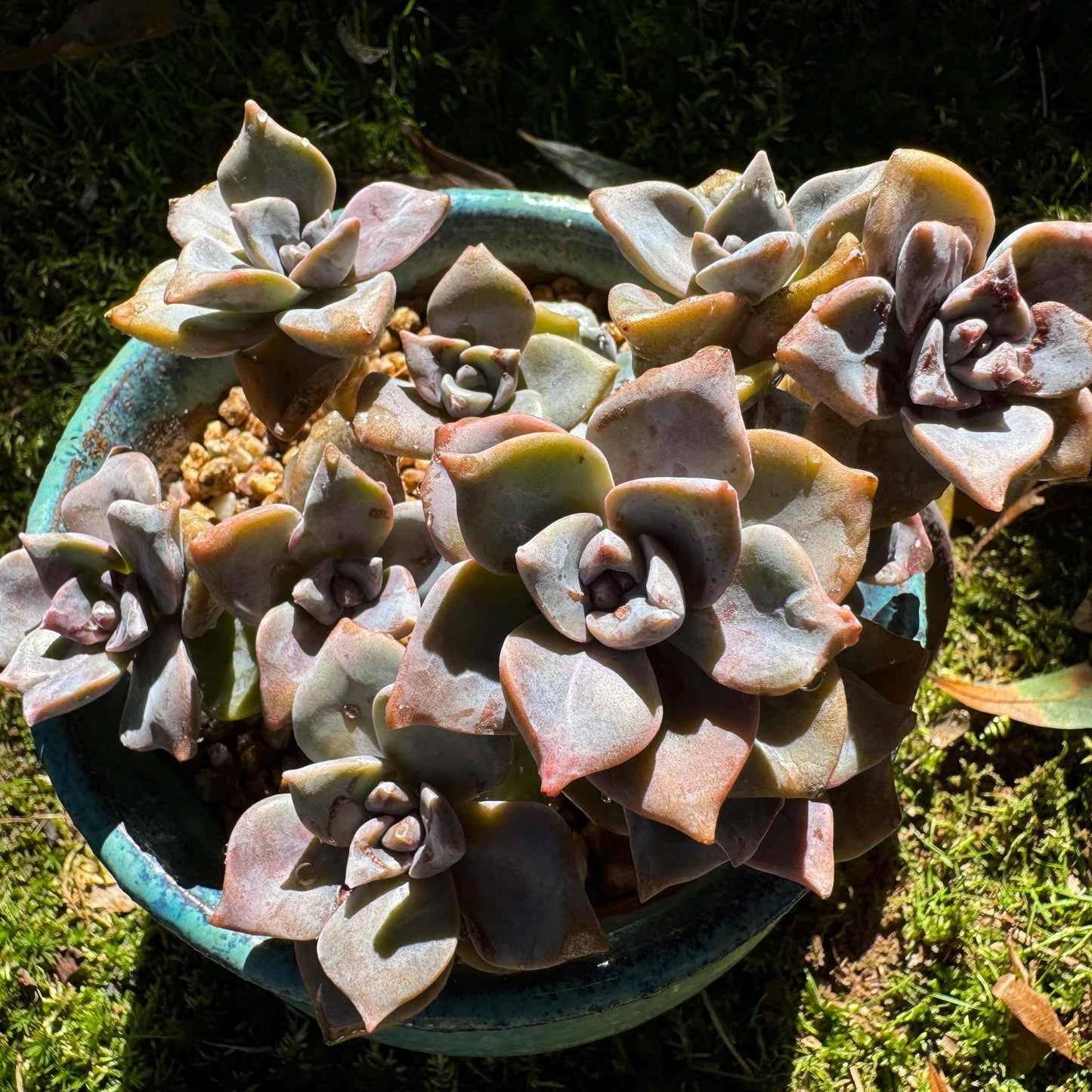 Graptoveria 'Mrs Richards'cluster, (it maybe a seperated cluster), a little scar on leaves,  live Succulent