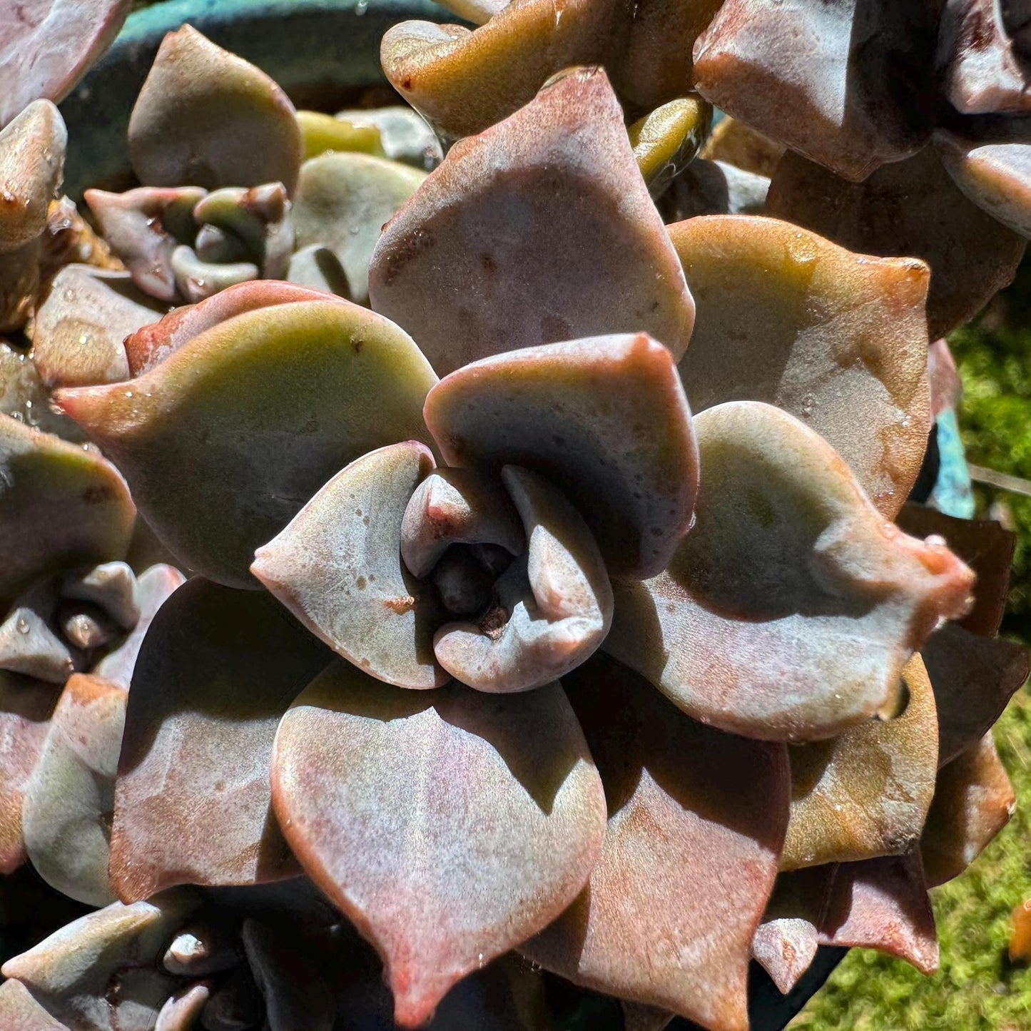 Graptoveria 'Mrs Richards'cluster, (it maybe a seperated cluster), a little scar on leaves,  live Succulent