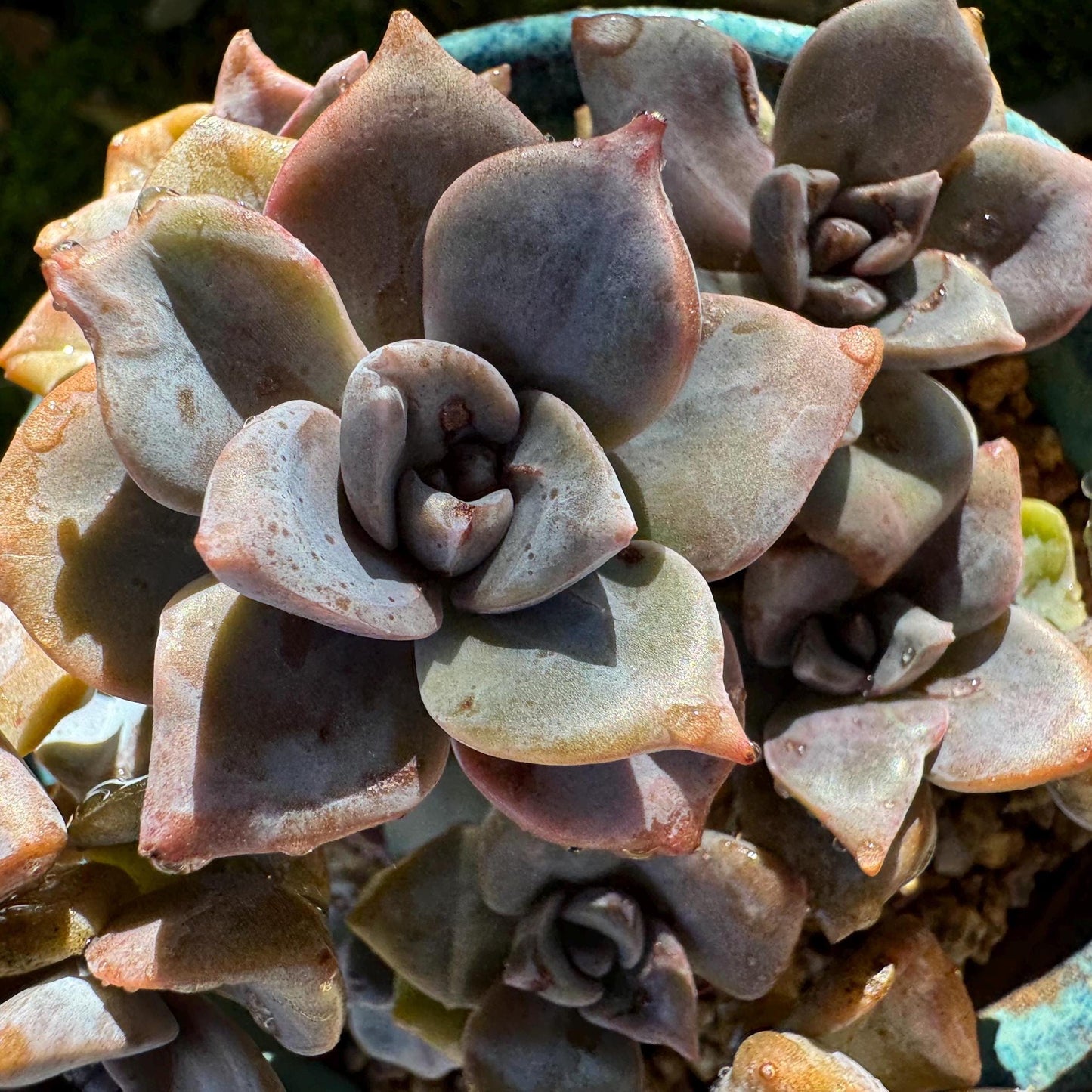 Graptoveria 'Mrs Richards'cluster, (it maybe a seperated cluster), a little scar on leaves,  live Succulent