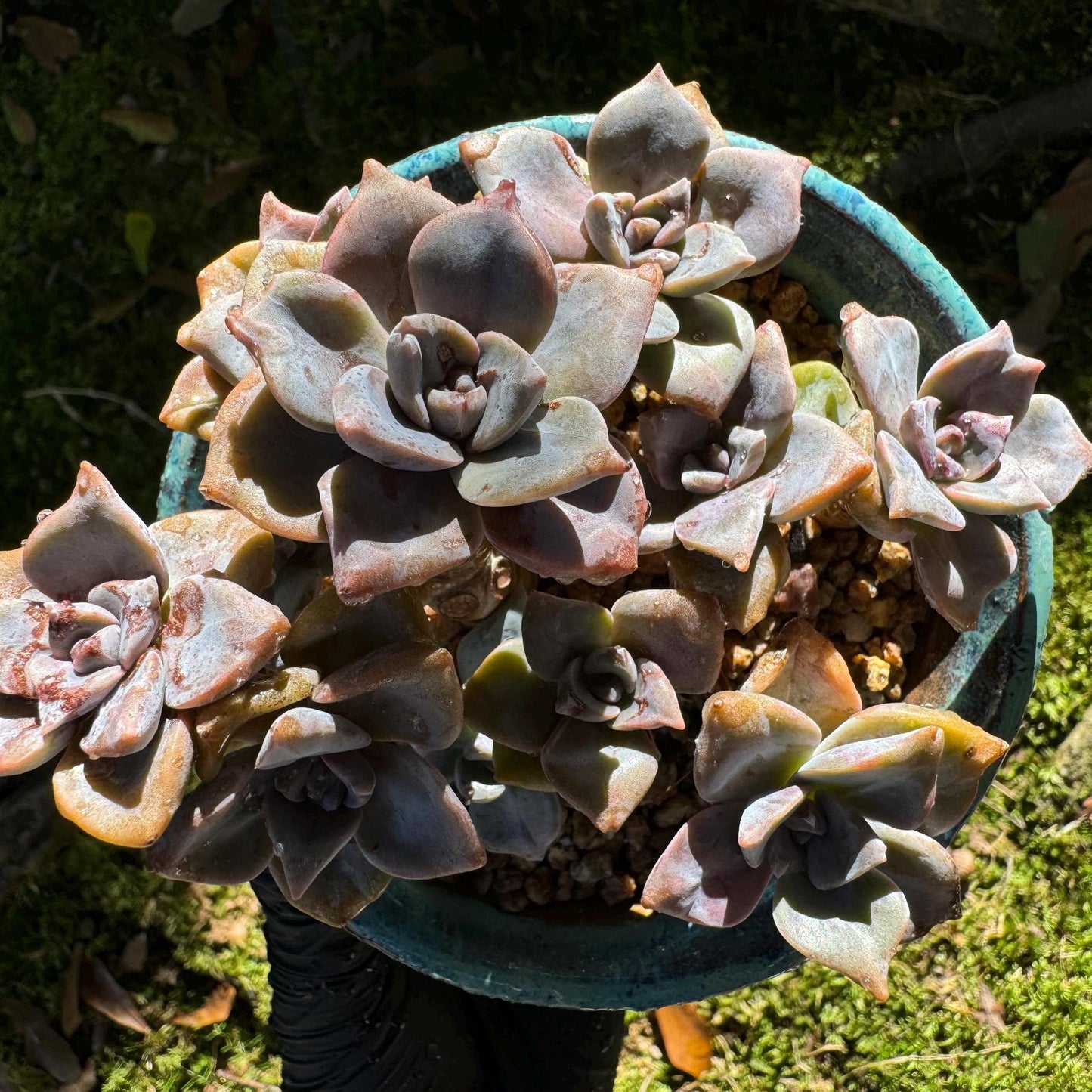 Graptoveria 'Mrs Richards'cluster, (it maybe a seperated cluster), a little scar on leaves,  live Succulent