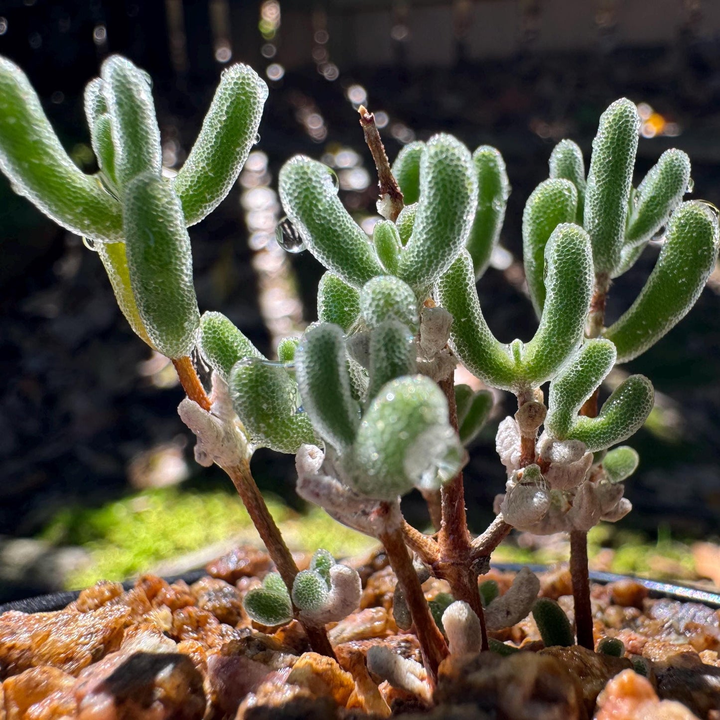 Drosanthemum 'Diamond', mini size, Bare Root, Imported Rare Succulent, live plant