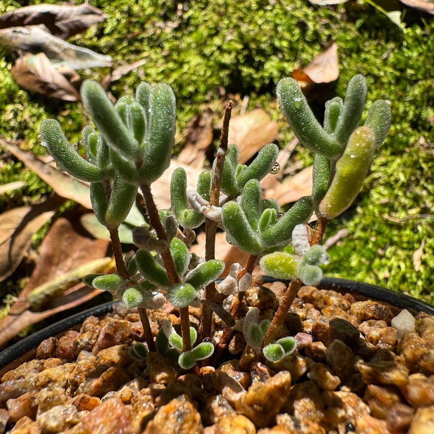 Drosanthemum 'Diamond', mini size, Bare Root, Imported Rare Succulent, live plant