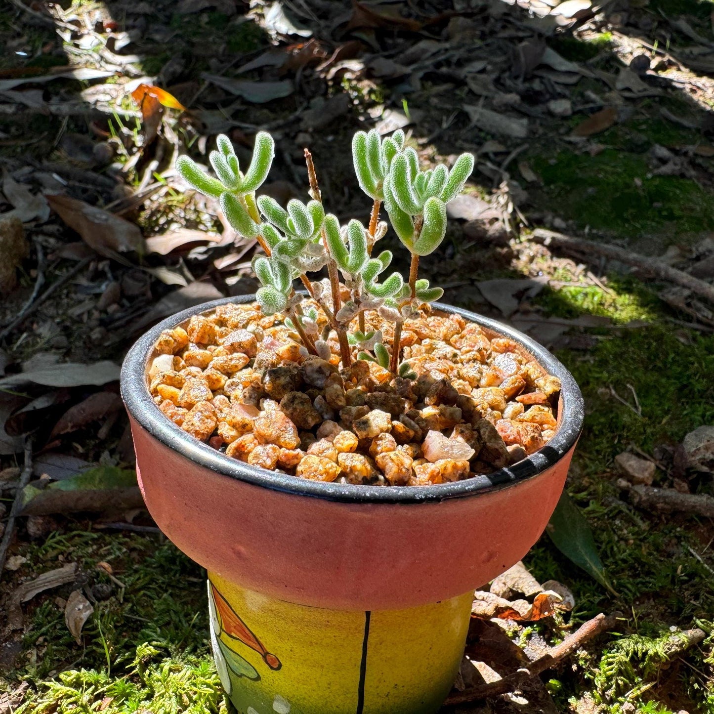 Drosanthemum 'Diamond', mini size, Bare Root, Imported Rare Succulent, live plant