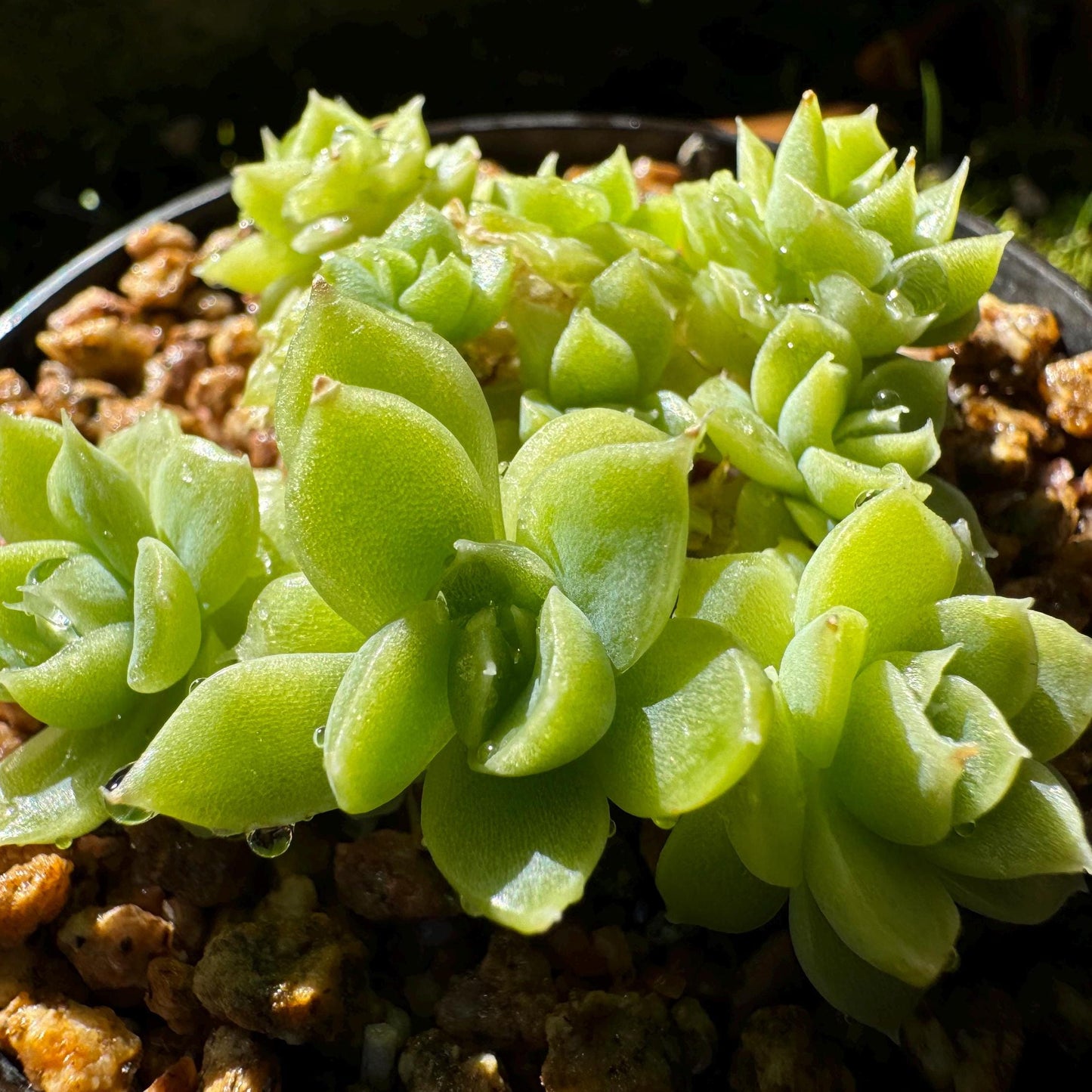 Echeveria 'Malgan sp.', small size, 2.0 inches, New Hybrid, Bare Root, Imported Rare Succulent, live plant