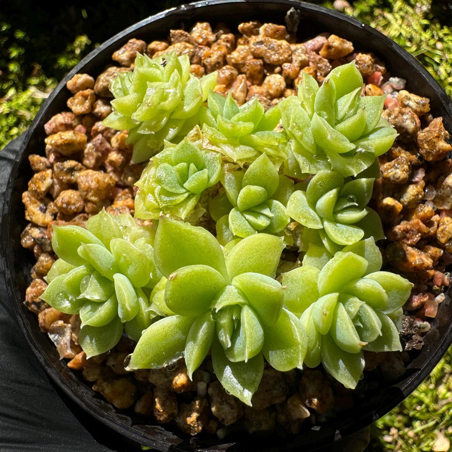 Echeveria 'Malgan sp.', small size, 2.0 inches, New Hybrid, Bare Root, Imported Rare Succulent, live plant