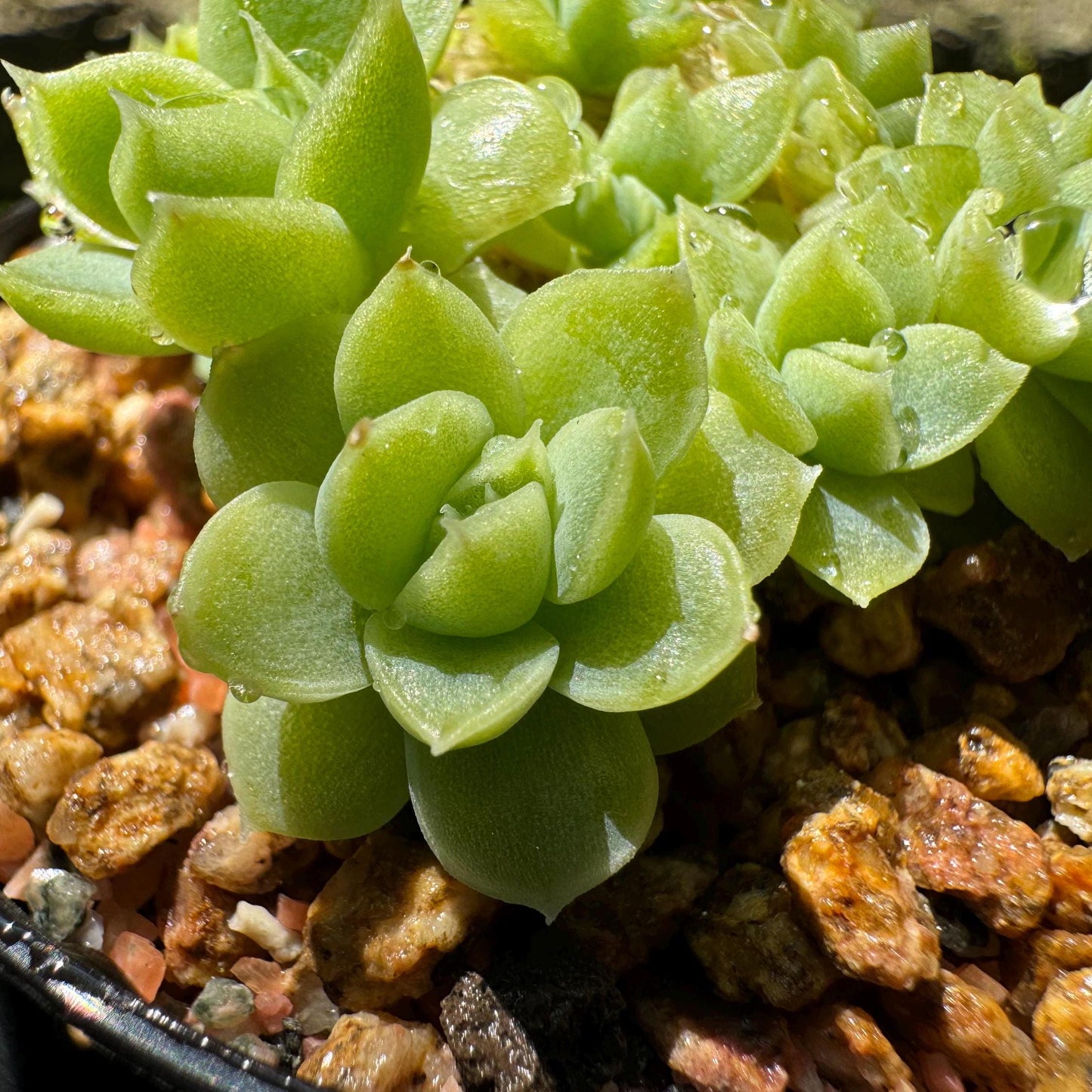 Echeveria 'Malgan sp.', small size, 2.0 inches, New Hybrid, Bare Root, Imported Rare Succulent, live plant