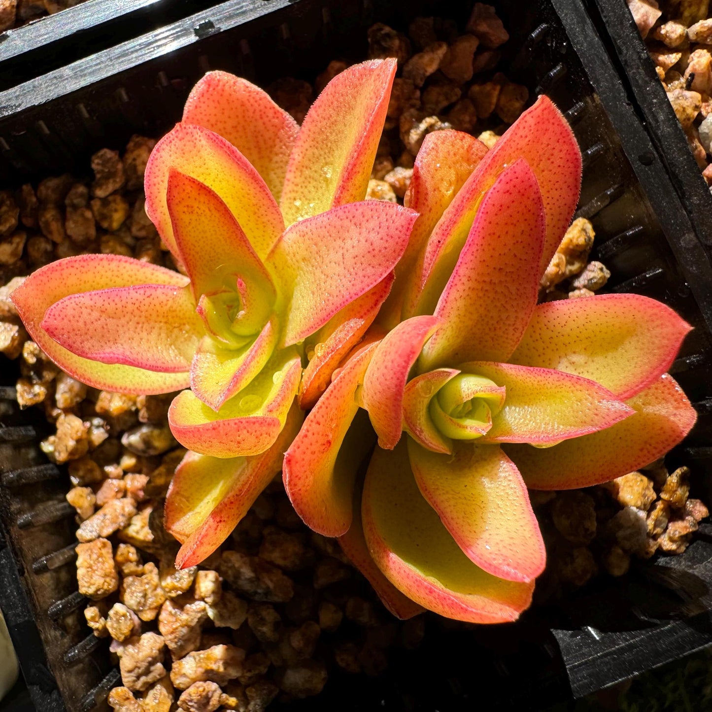 Crassula 'Campfire', 2 heads, nice color (fade a little in transit), 2 inches, Bare Root, Imported Rare Succulent, live plant