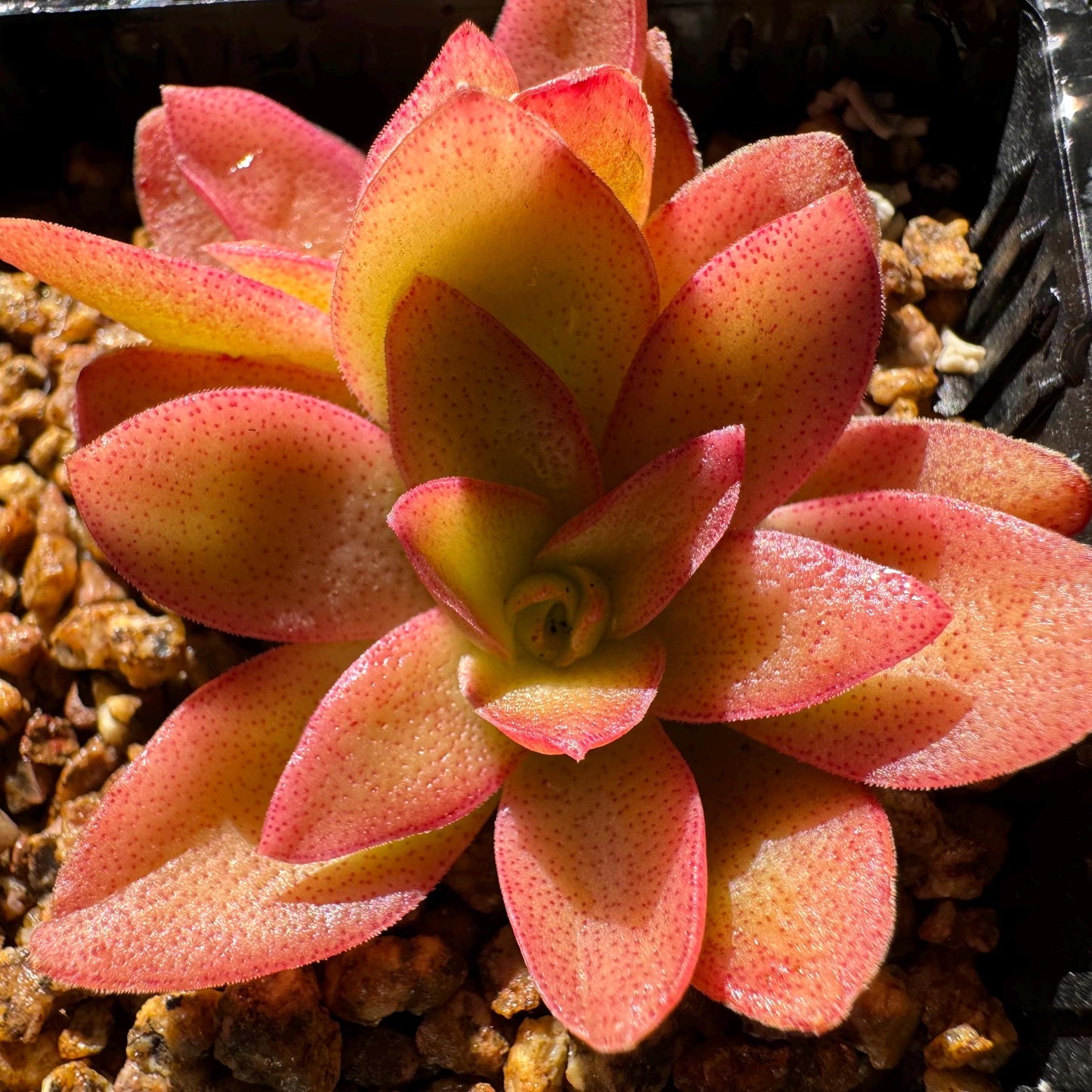 Crassula 'Campfire', 2 heads, nice color (fade a little in transit), 2 inches, Bare Root, Imported Rare Succulent, live plant