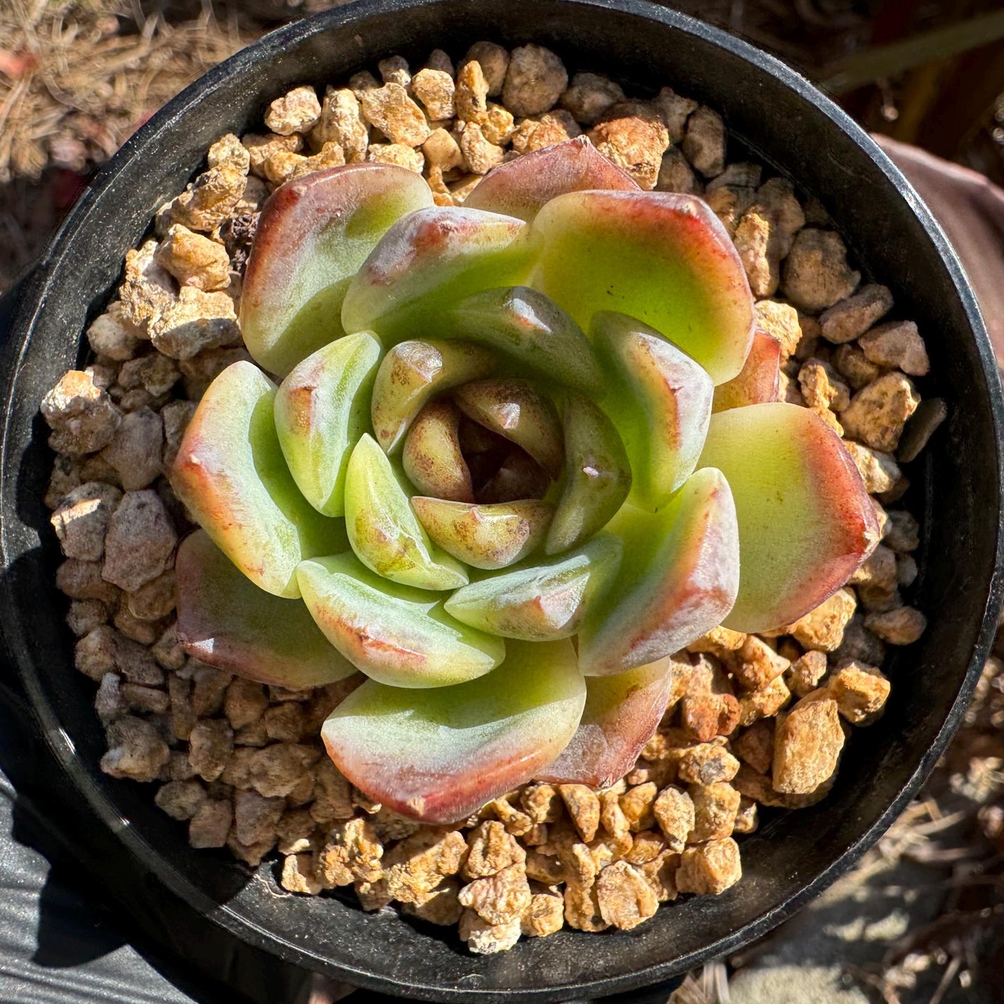 Echeveria 'Baroque', new hybrid, 1.5 inches, small single head, nice color, Bare Root, Imported Rare Succulent, live plant