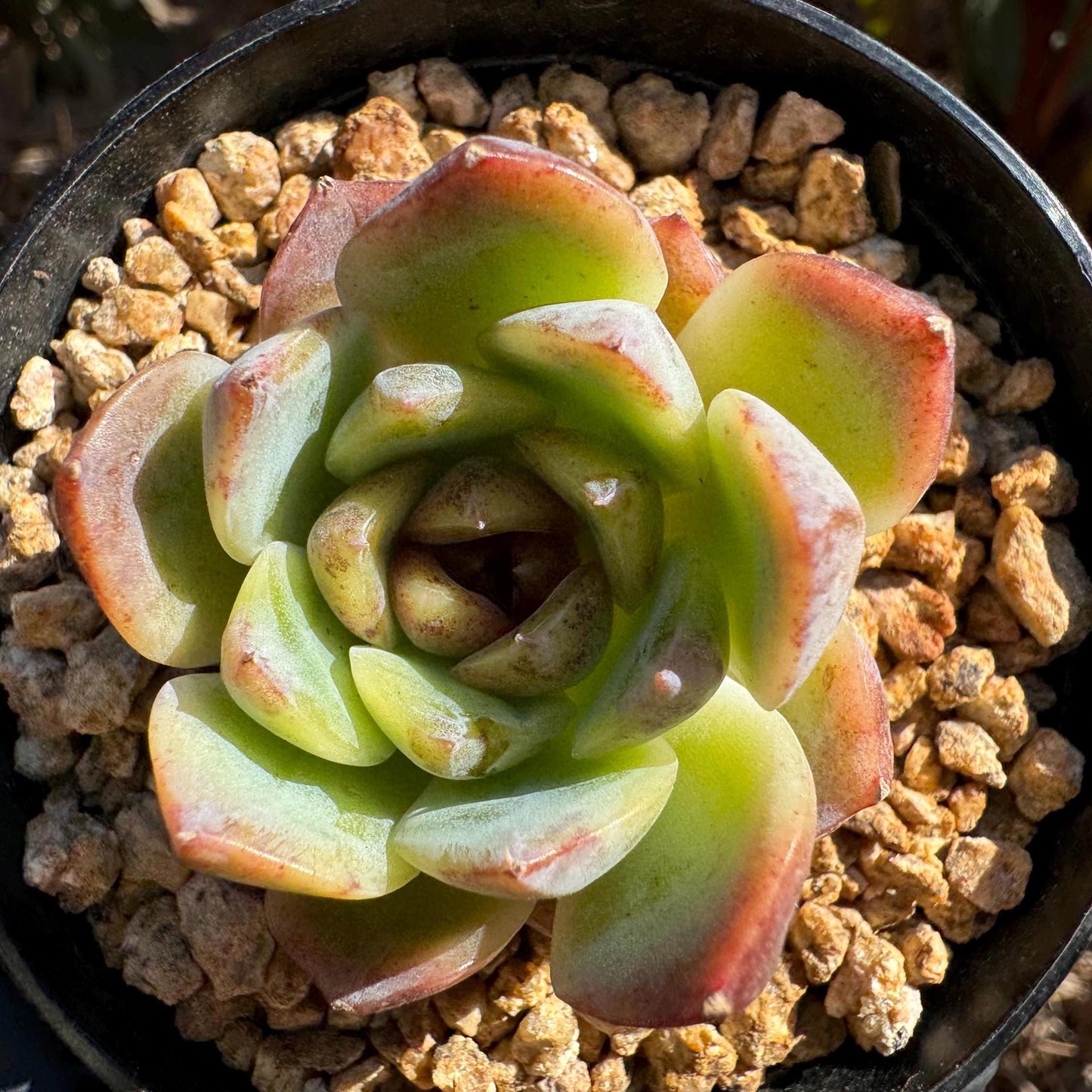 Echeveria 'Baroque', new hybrid, 1.5 inches, small single head, nice color, Bare Root, Imported Rare Succulent, live plant