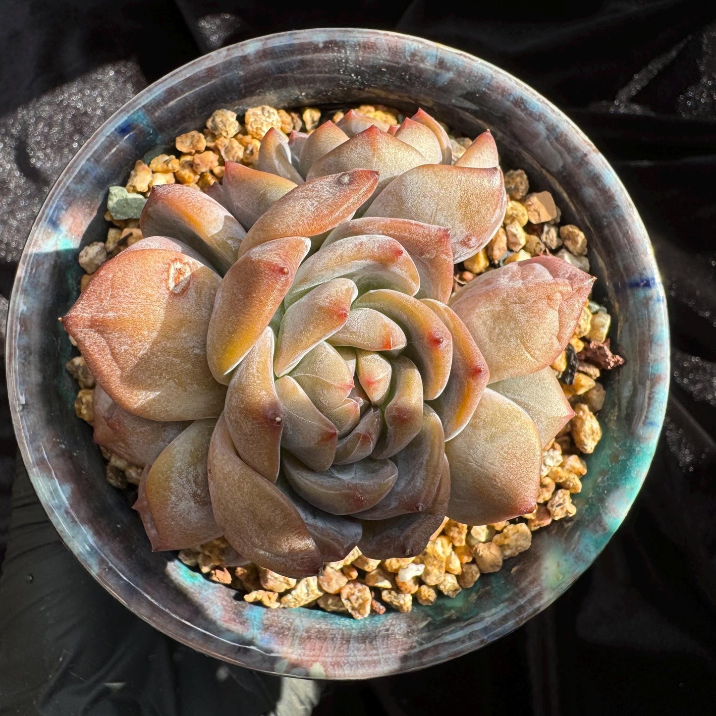 Echeveria 'Orange Monroe’ small cluster, 4 heads, 2.5 inches, nice color, Bare Root, Imported Rare Succulent, live plant