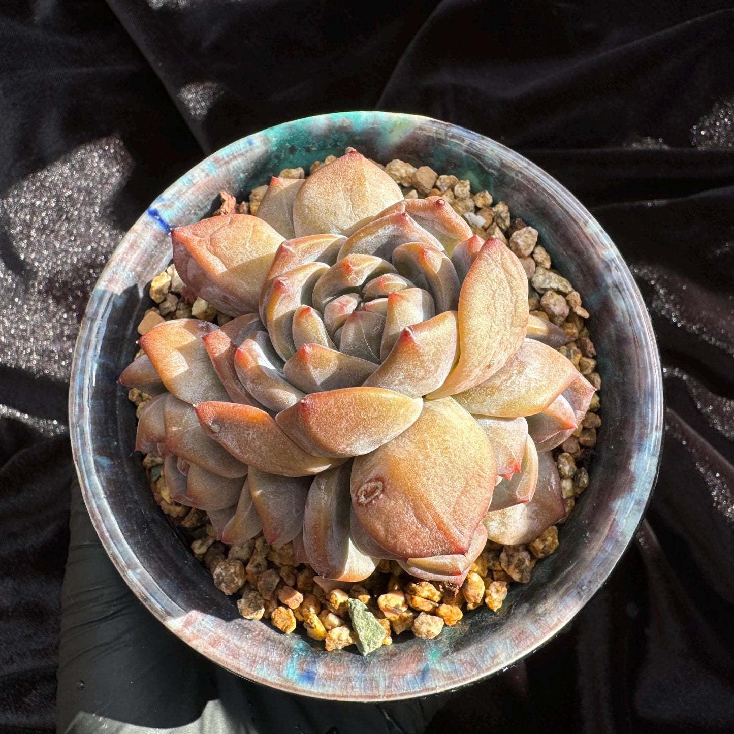 Echeveria 'Orange Monroe’ small cluster, 4 heads, 2.5 inches, nice color, Bare Root, Imported Rare Succulent, live plant