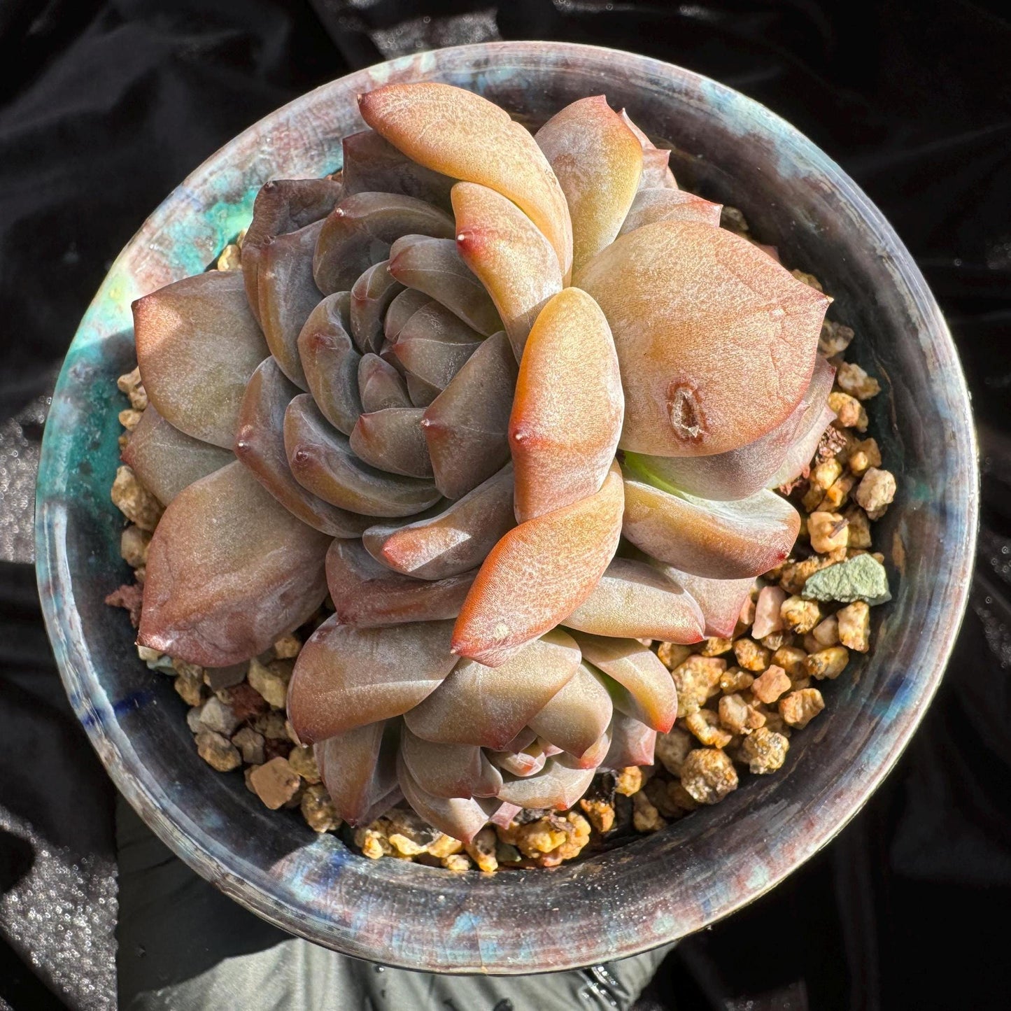 Echeveria 'Orange Monroe’ small cluster, 4 heads, 2.5 inches, nice color, Bare Root, Imported Rare Succulent, live plant