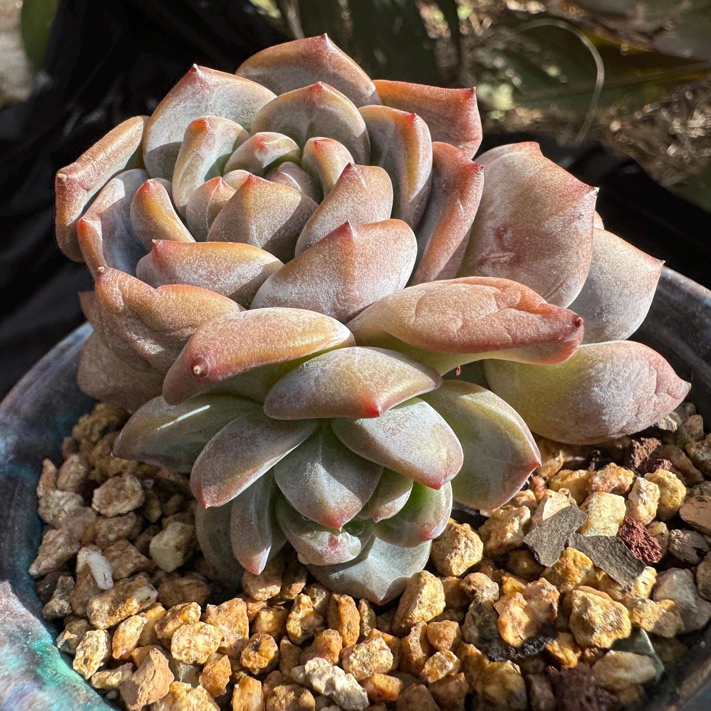 Echeveria 'Orange Monroe’ small cluster, 4 heads, 2.5 inches, nice color, Bare Root, Imported Rare Succulent, live plant