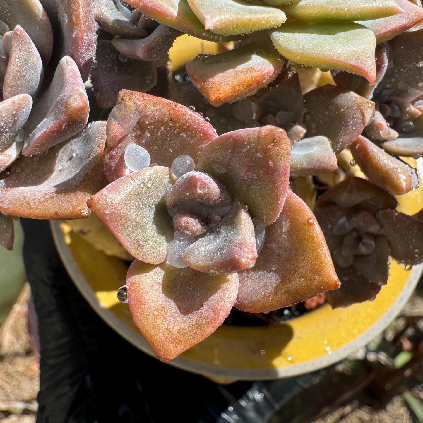 Graptoveria 'Mrs. Richards' cluster, (it maybe a separated cluster) high quality, Imported Rare Succulent, nice color