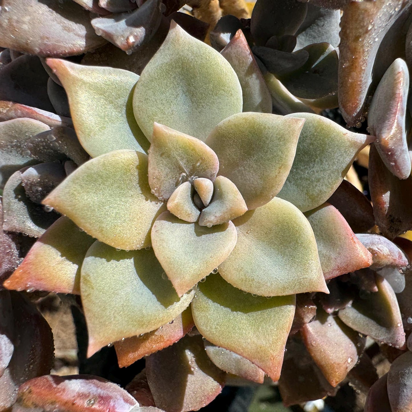 Graptoveria 'Mrs. Richards' cluster, (it maybe a separated cluster) high quality, Imported Rare Succulent, nice color