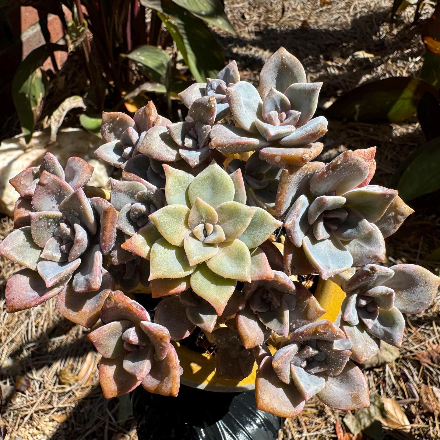 Graptoveria 'Mrs. Richards' cluster, (it maybe a separated cluster) high quality, Imported Rare Succulent, nice color