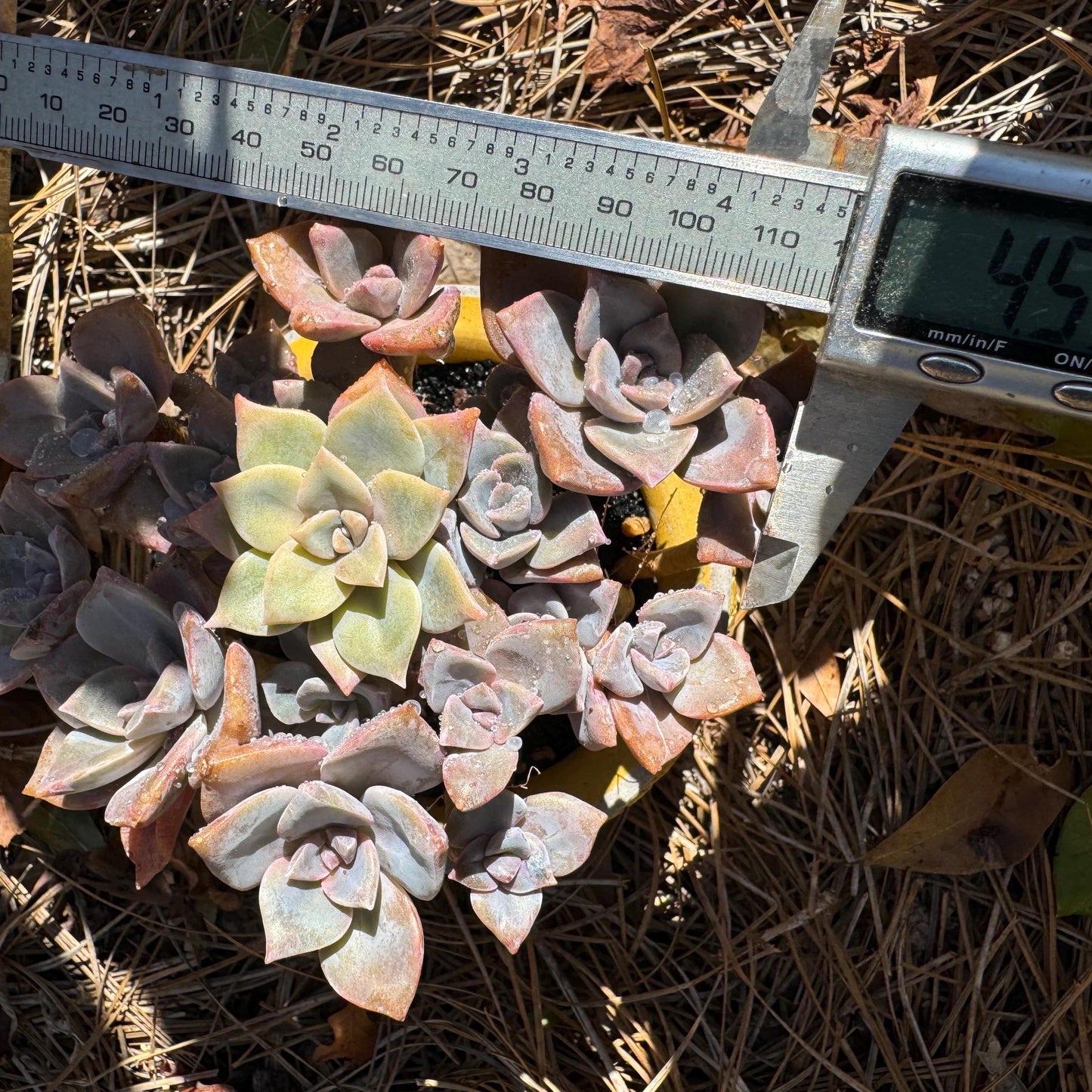 Graptoveria 'Mrs. Richards' cluster, (it maybe a separated cluster) high quality, Imported Rare Succulent, nice color