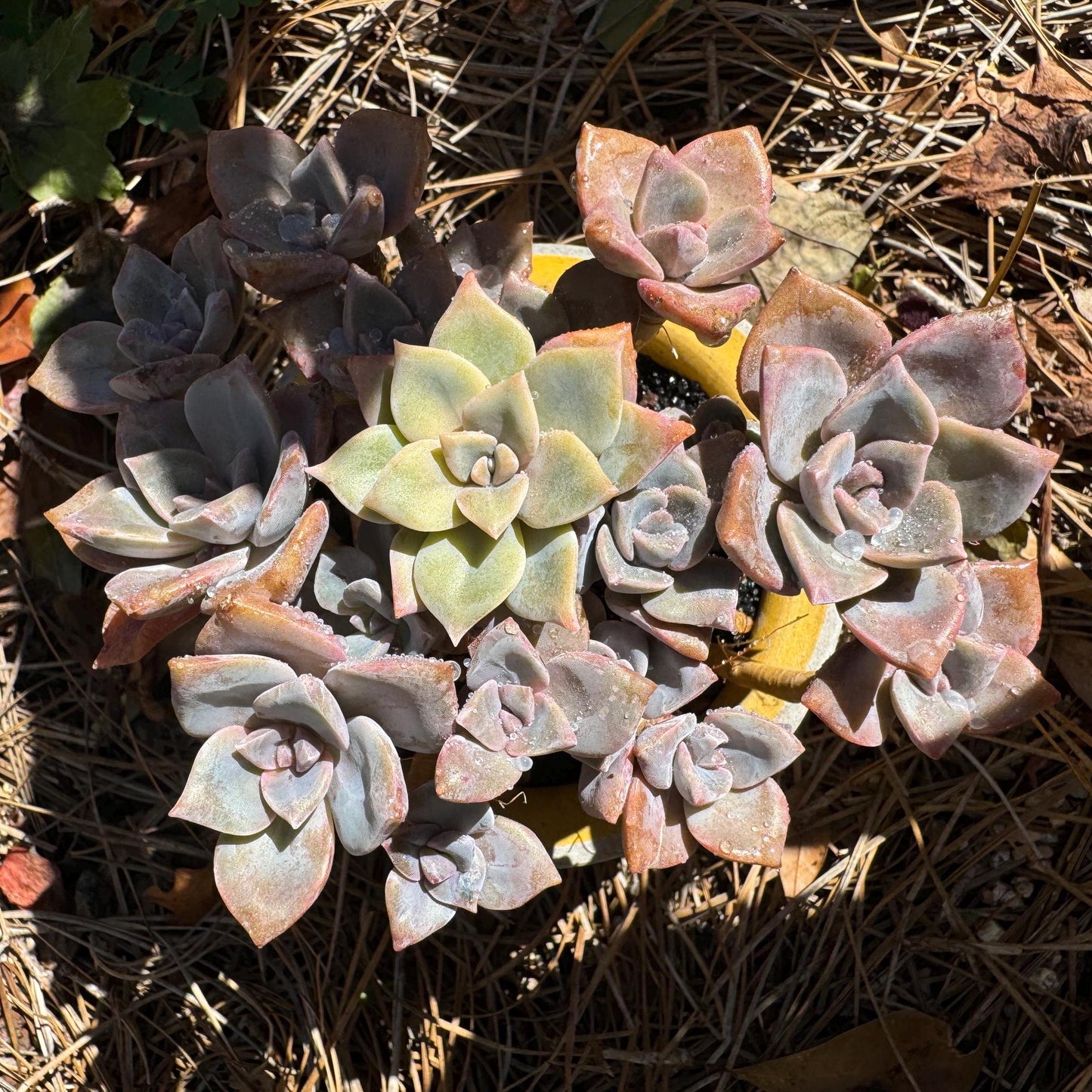 Graptoveria 'Mrs. Richards' cluster, (it maybe a separated cluster) high quality, Imported Rare Succulent, nice color