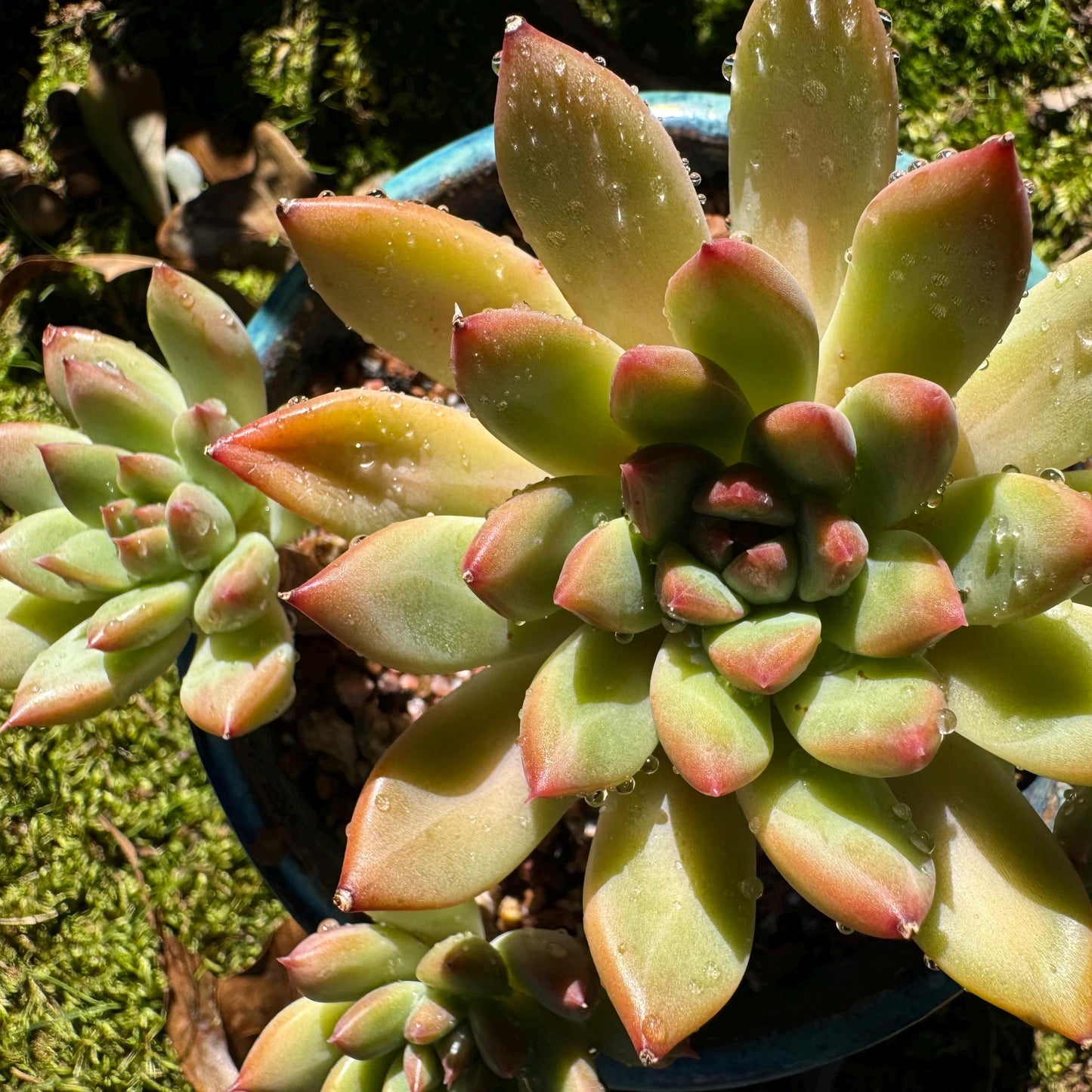 Echeveria 'agavoides sp.' cluster, 4 heads, nice color, good shape, Imported Rare Succulent, live plant