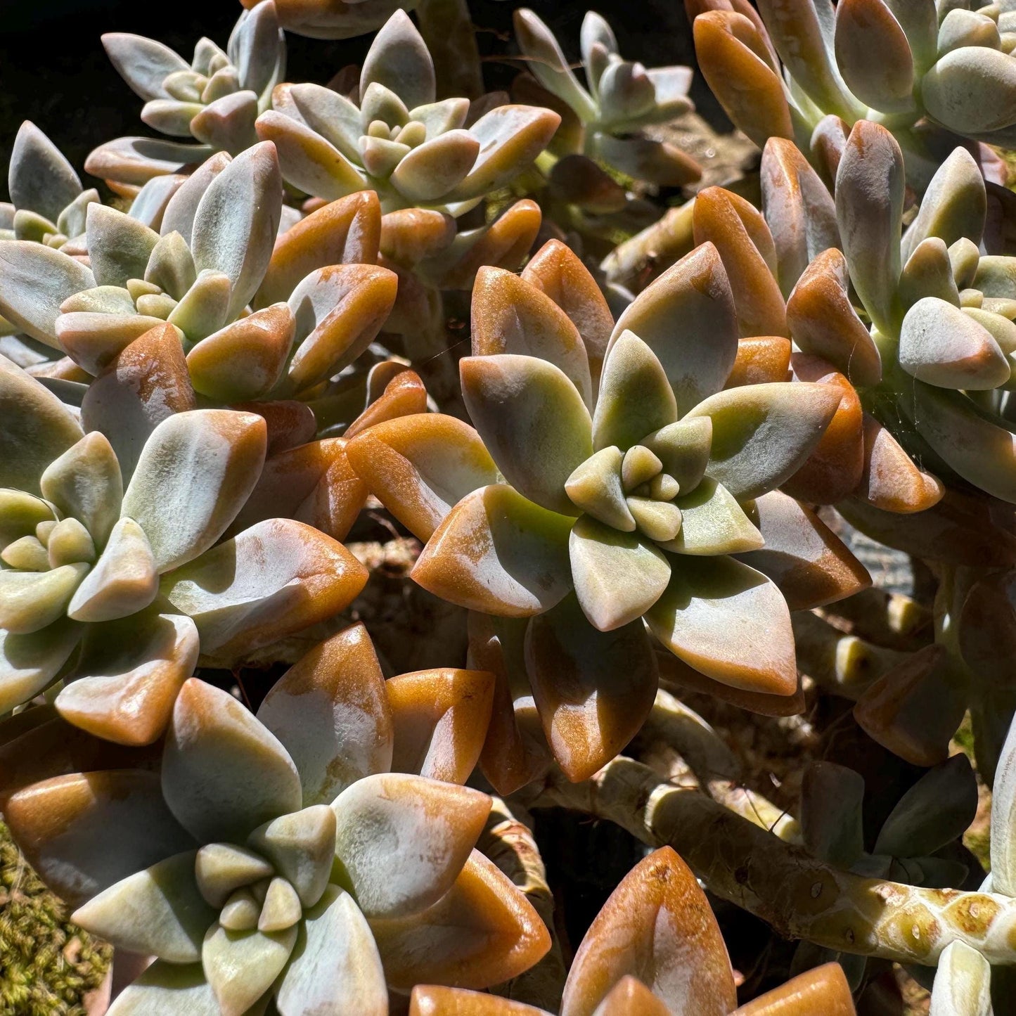 Graptopetalum 'Victor Kane'  big cluster, 5.2 inches, bare Root, live plant, Imported Rare Succulent