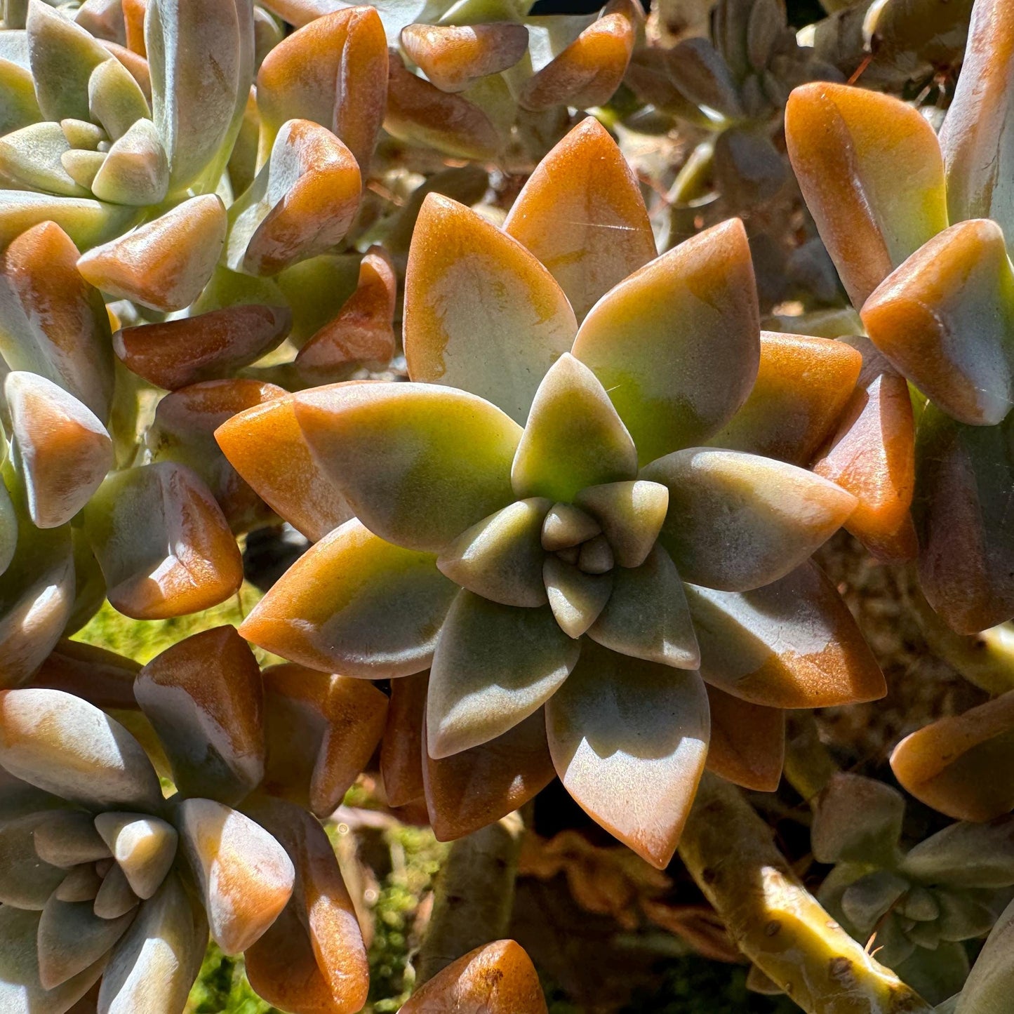 Graptopetalum 'Victor Kane'  big cluster, 5.2 inches, bare Root, live plant, Imported Rare Succulent