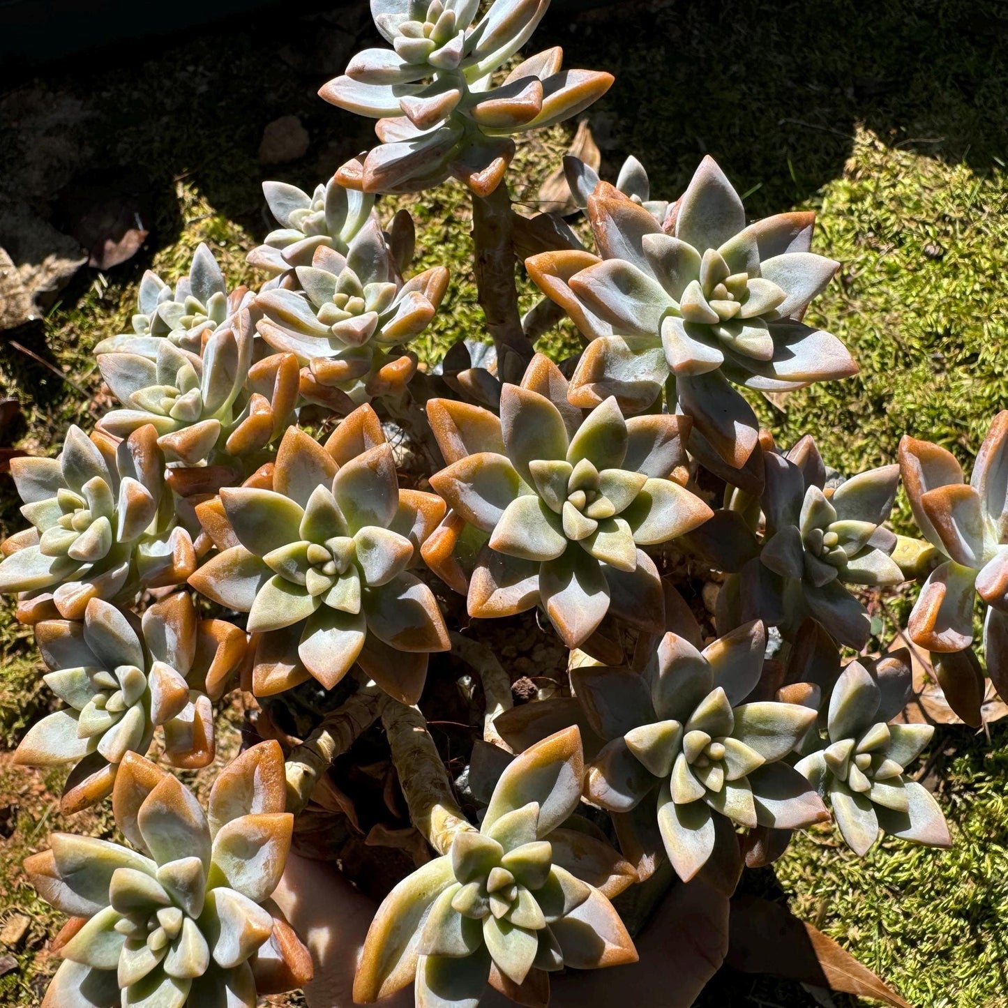 Graptopetalum 'Victor Kane'  big cluster, 5.2 inches, bare Root, live plant, Imported Rare Succulent