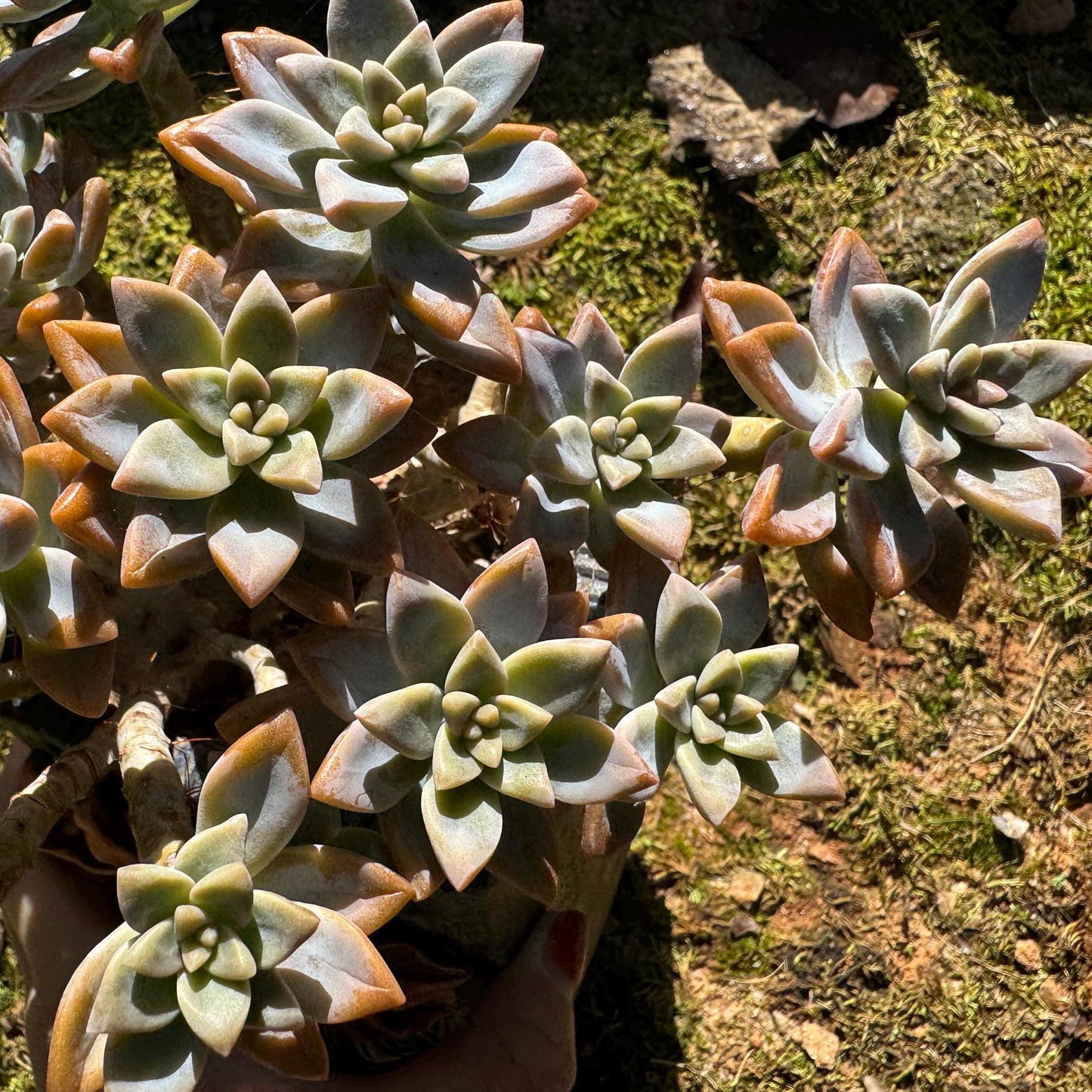 Graptopetalum 'Victor Kane'  big cluster, 5.2 inches, bare Root, live plant, Imported Rare Succulent