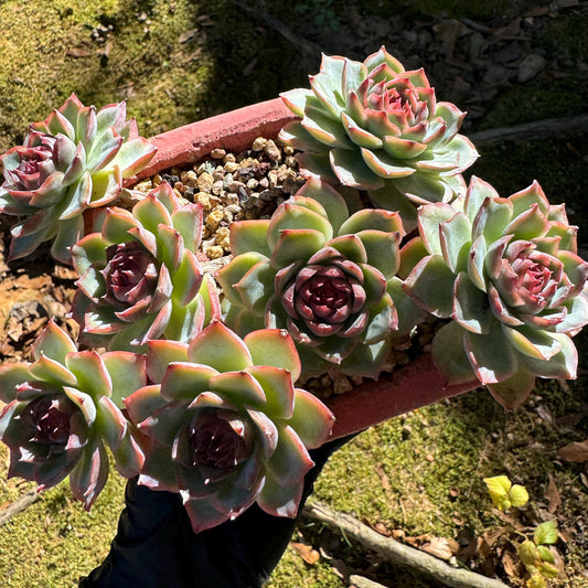 Echeveria 'Silhouette' cluster, 7 heads, nice color, Imported Rare Succulent, Bare Root, live plant