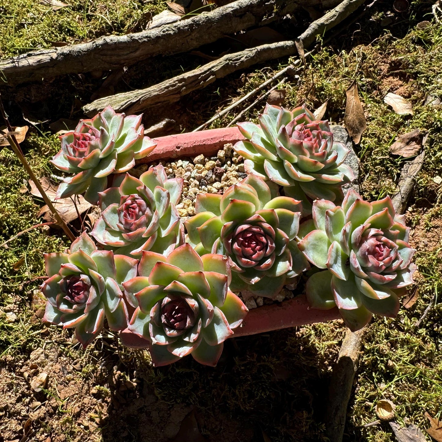 Echeveria 'Silhouette' cluster, 7 heads, nice color, Imported Rare Succulent, Bare Root, live plant