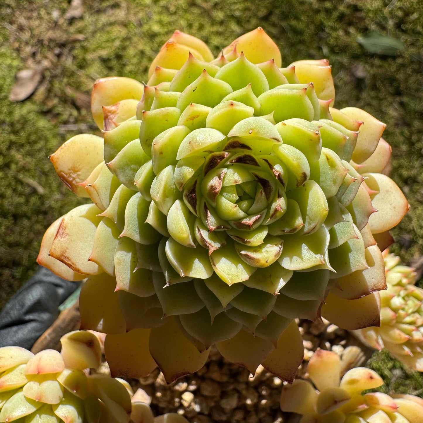 Big sale! Echeveria 'maple' cluster, (some leaves were burn by sun )  nice color, Imported Rare Succulent, live plant