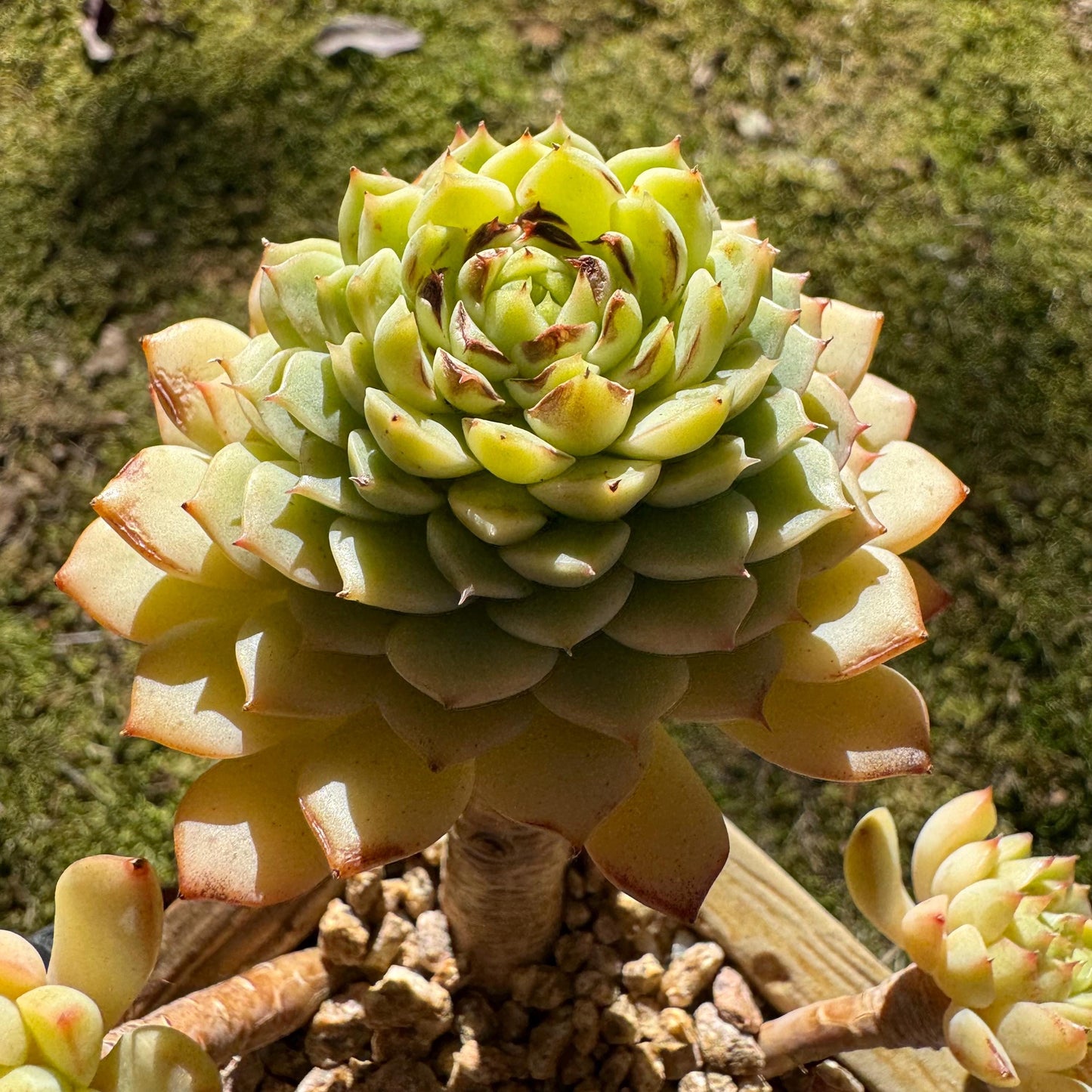 Big sale! Echeveria 'maple' cluster, (some leaves were burn by sun )  nice color, Imported Rare Succulent, live plant