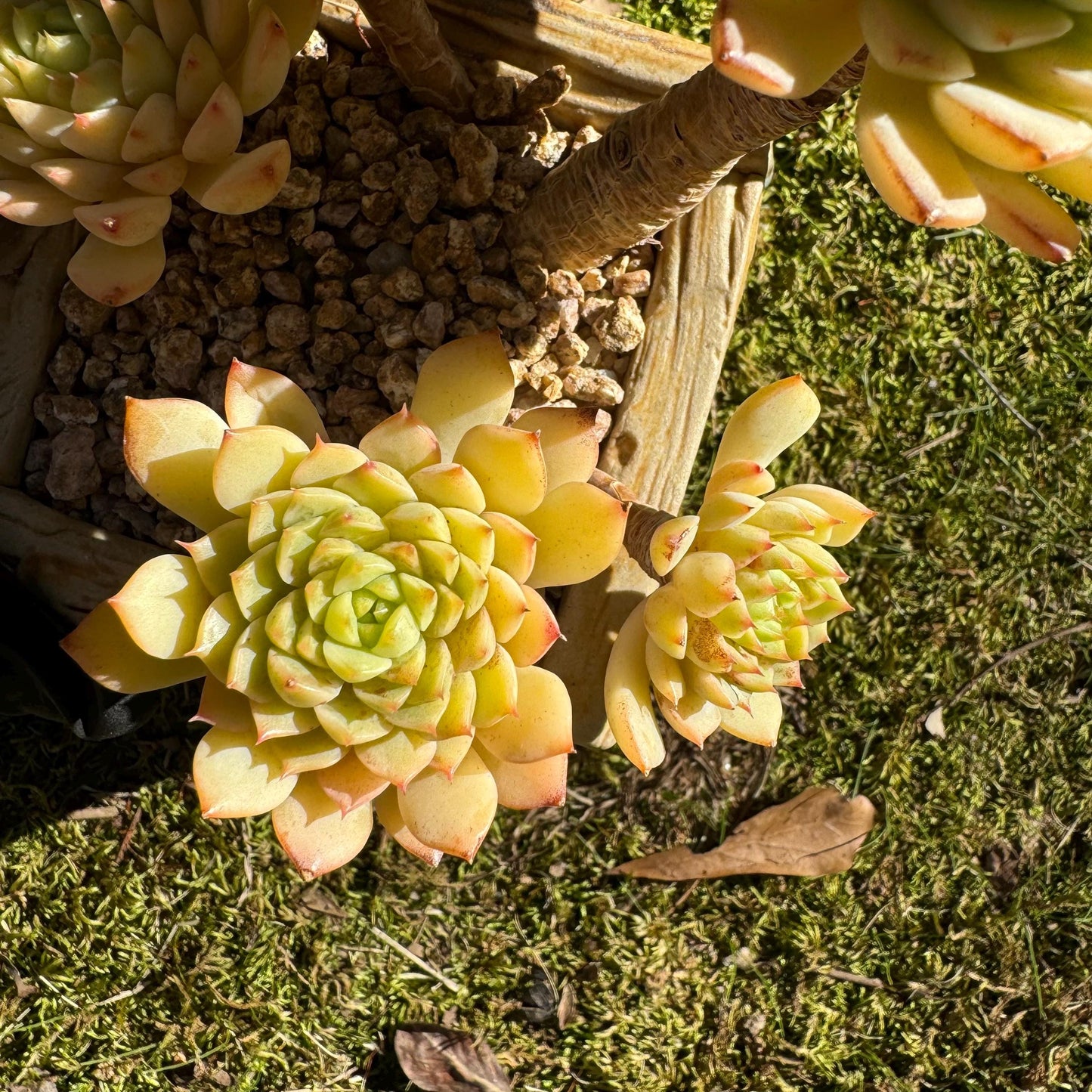 Big sale! Echeveria 'maple' cluster, (some leaves were burn by sun )  nice color, Imported Rare Succulent, live plant