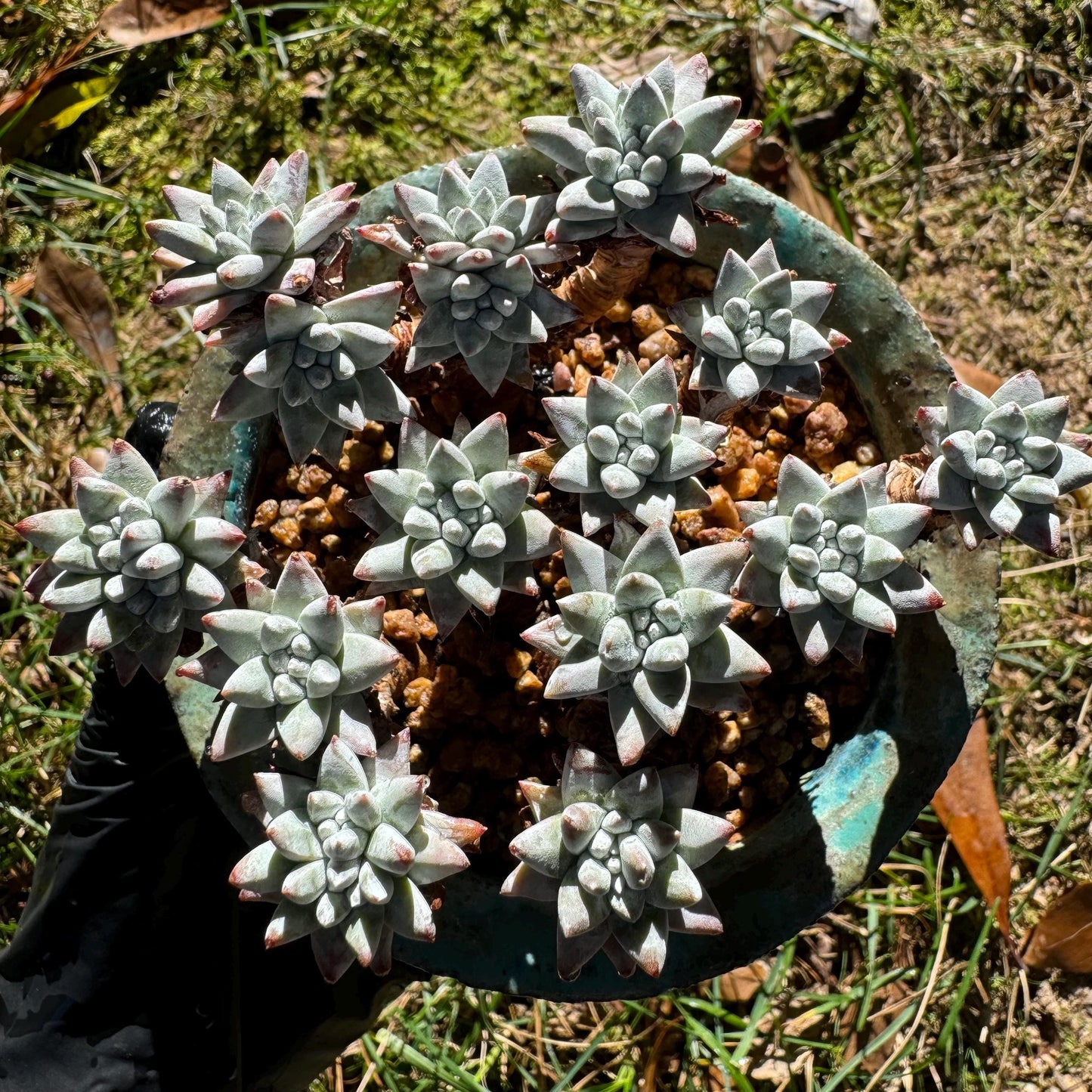 Dudleya greenei 'white sprite' Cluster,(white powder on the leaves, it will be more pinky in cold  weather) at least 2.7inches,live plant