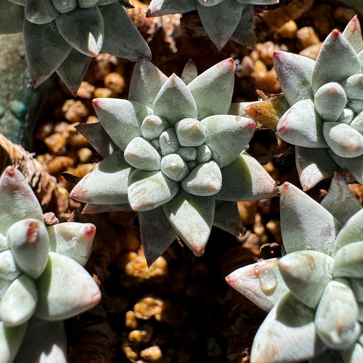 Dudleya greenei 'white sprite' Cluster,(white powder on the leaves, it will be more pinky in cold  weather) at least 2.7inches,live plant