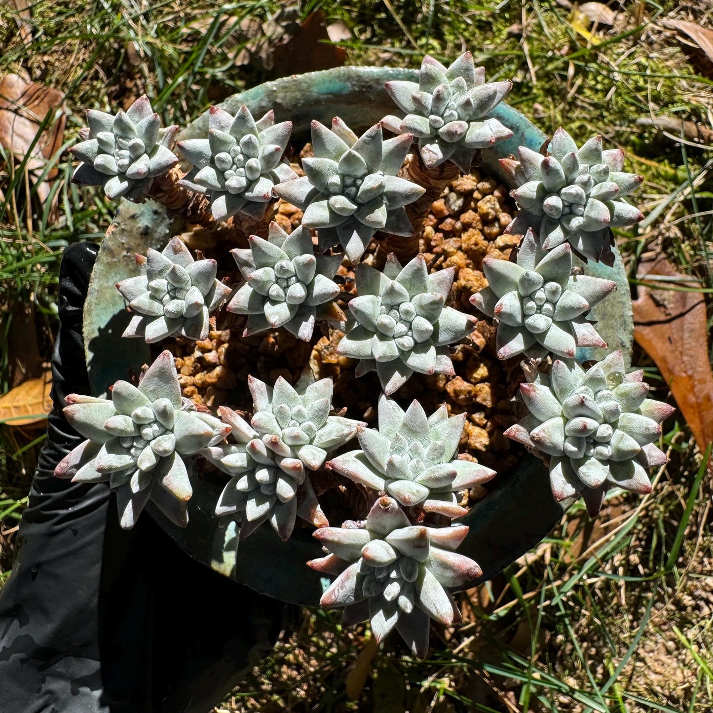 Dudleya greenei 'white sprite' Cluster,(white powder on the leaves, it will be more pinky in cold  weather) at least 2.7inches,live plant