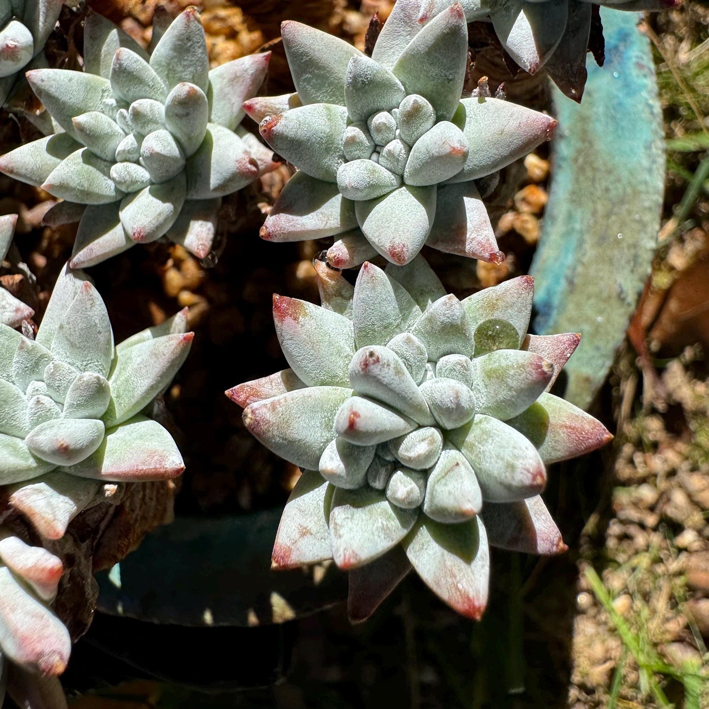 Dudleya greenei 'white sprite' Cluster,(white powder on the leaves, it will be more pinky in cold  weather) at least 2.7inches,live plant