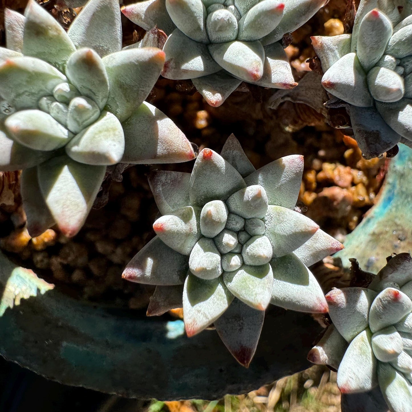 Dudleya greenei 'white sprite' Cluster,(white powder on the leaves, it will be more pinky in cold  weather) at least 2.7inches,live plant