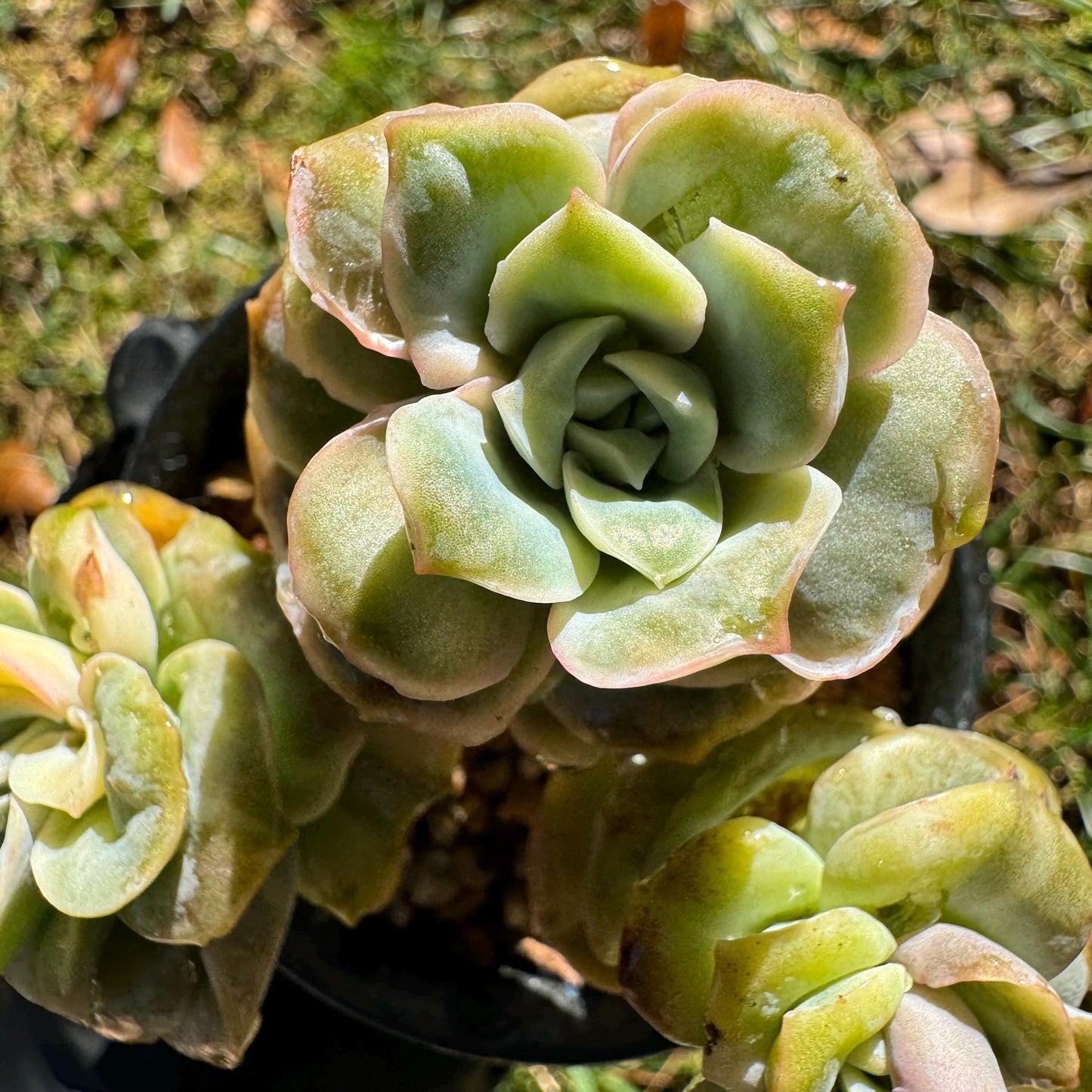 Echeveria 'Lovely rose' Variegated(seperated cluster), 3 single heads together, New Hybrid, bare Root, Imported Rare Succulent, live plant