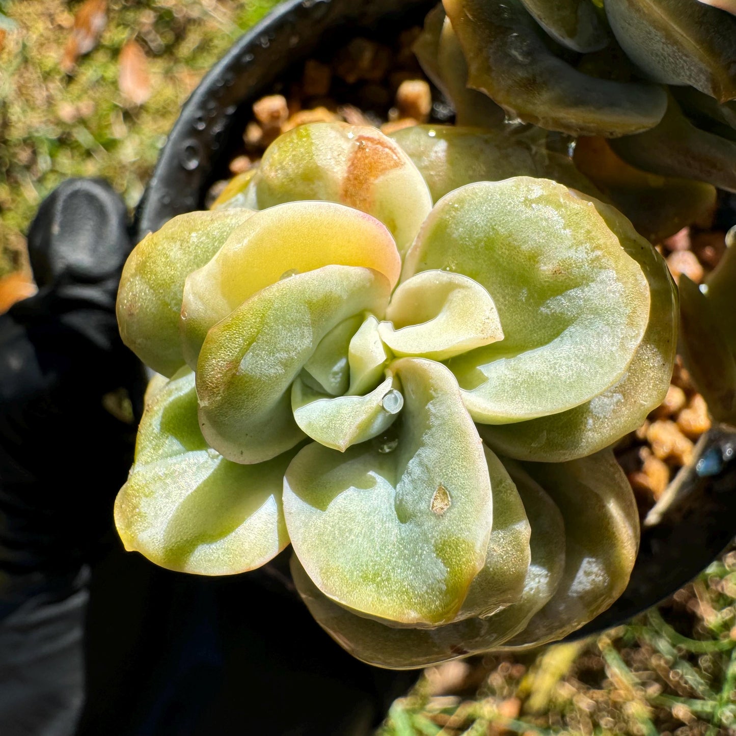 Echeveria 'Lovely rose' Variegated(seperated cluster), 3 single heads together, New Hybrid, bare Root, Imported Rare Succulent, live plant