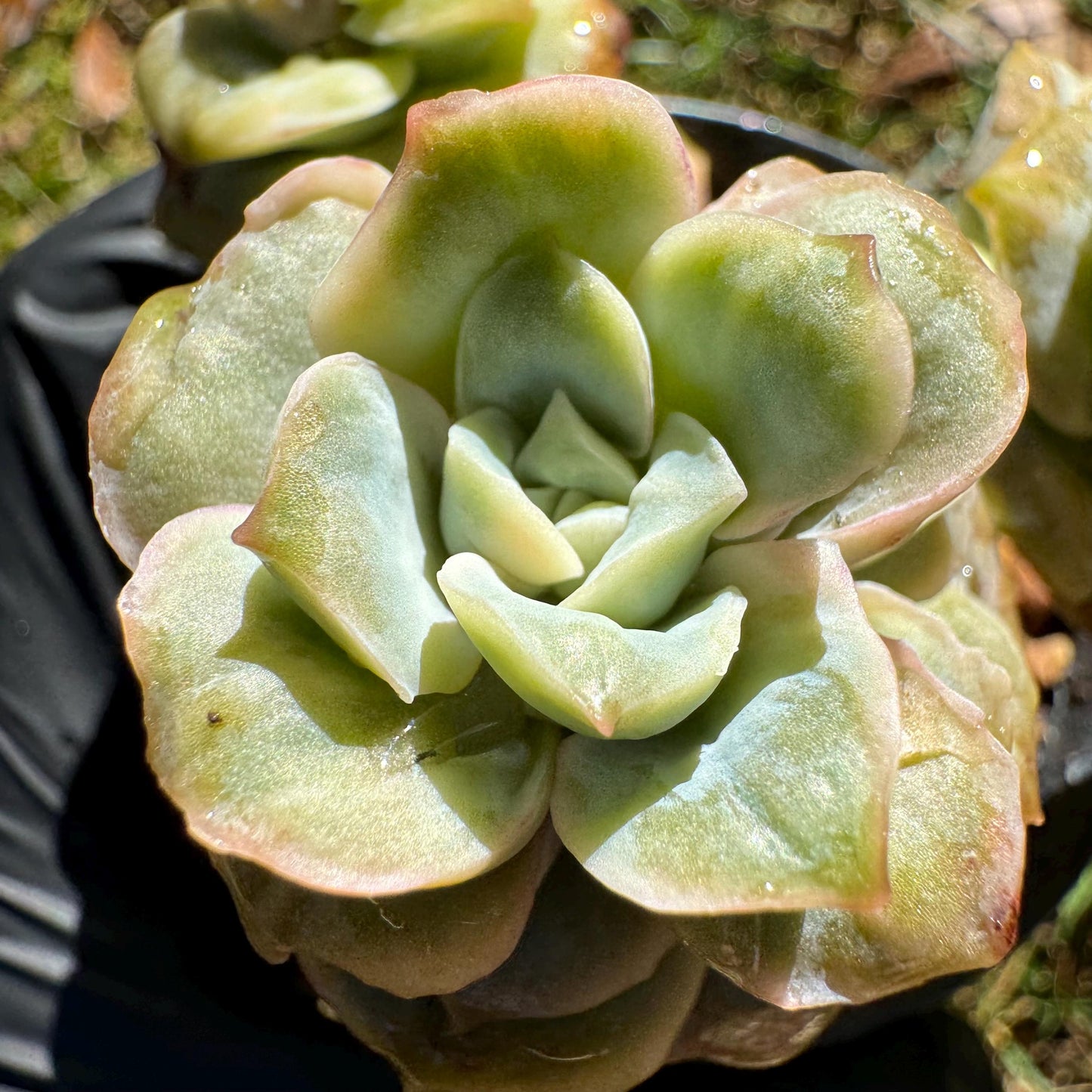 Echeveria 'Lovely rose' Variegated(seperated cluster), 3 single heads together, New Hybrid, bare Root, Imported Rare Succulent, live plant